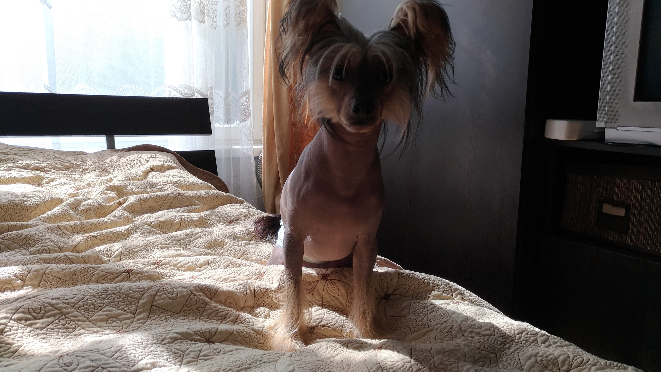 Адамусик милый малыш. Питомник китайских хохлатых собак Poale Ell: купить щенка в питомнике