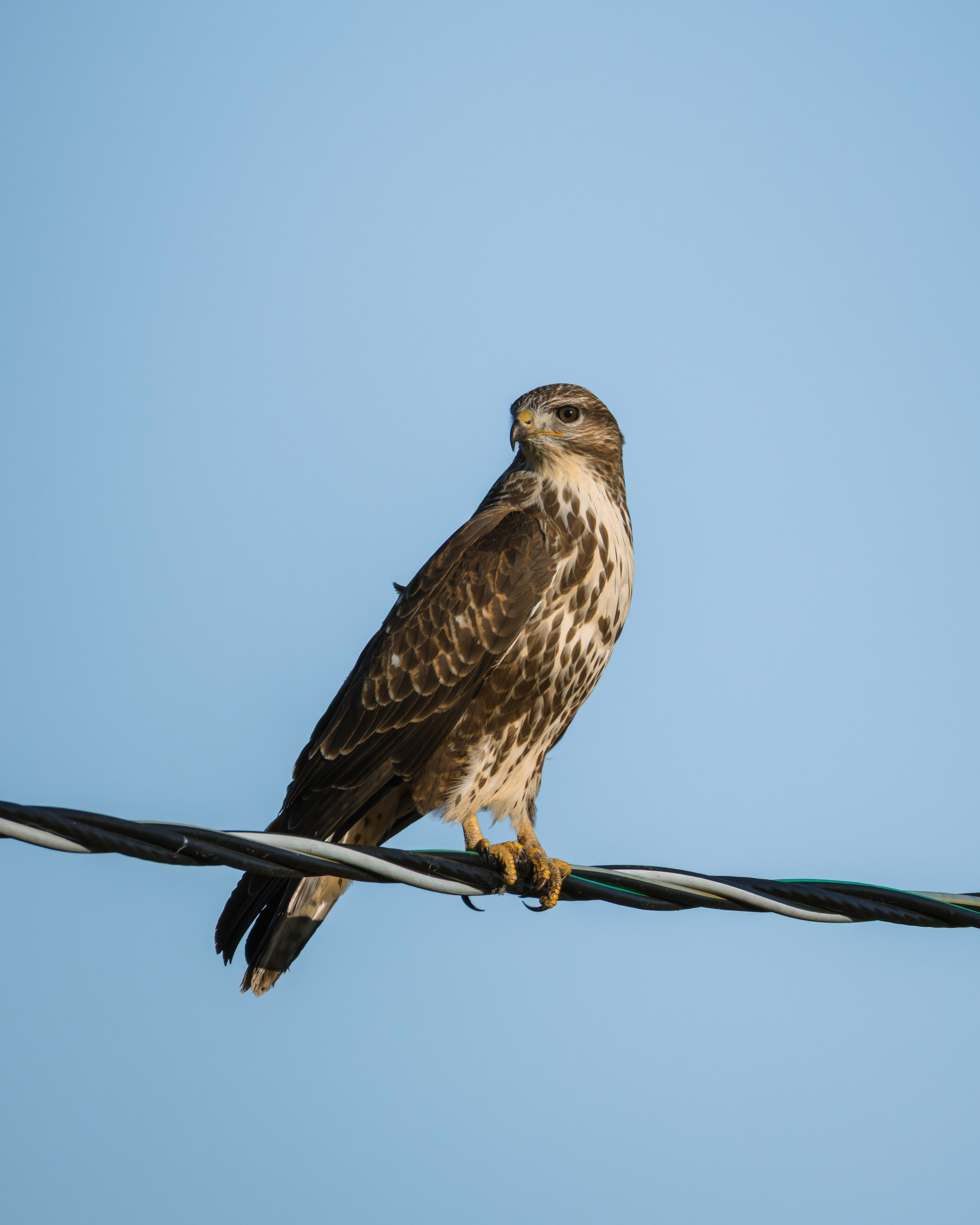 Lipetsk 2025. Anton Chernov | Wildlife photographer