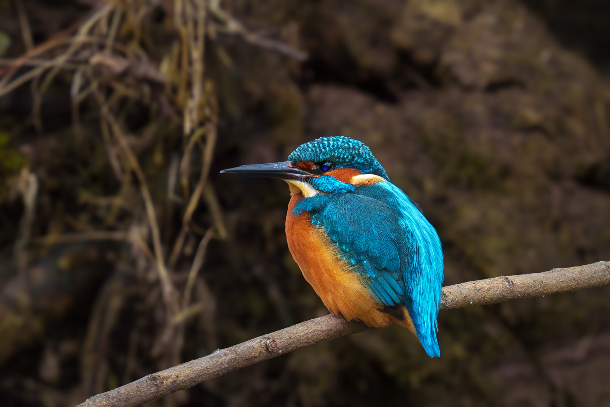 Удивительные мир птиц. Вокруг нас столько прекрасного — присмотритесь!. Ваш личный фотограф Марина Волкова