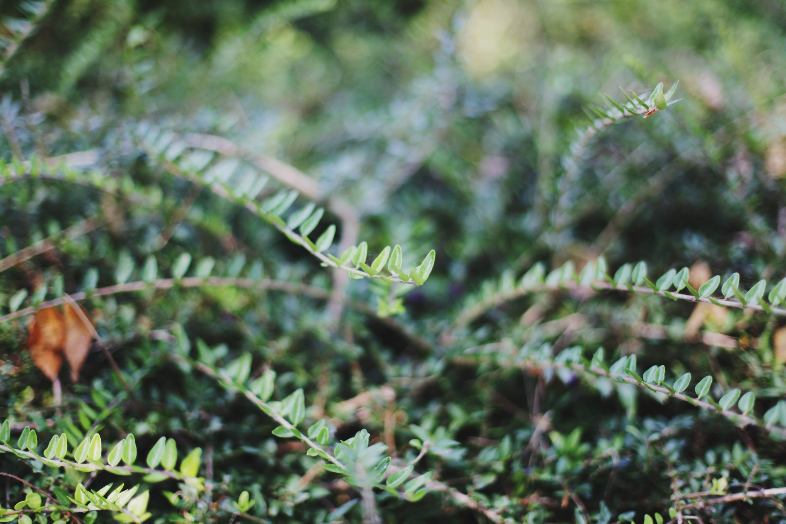 Болгария. Аня Степанова