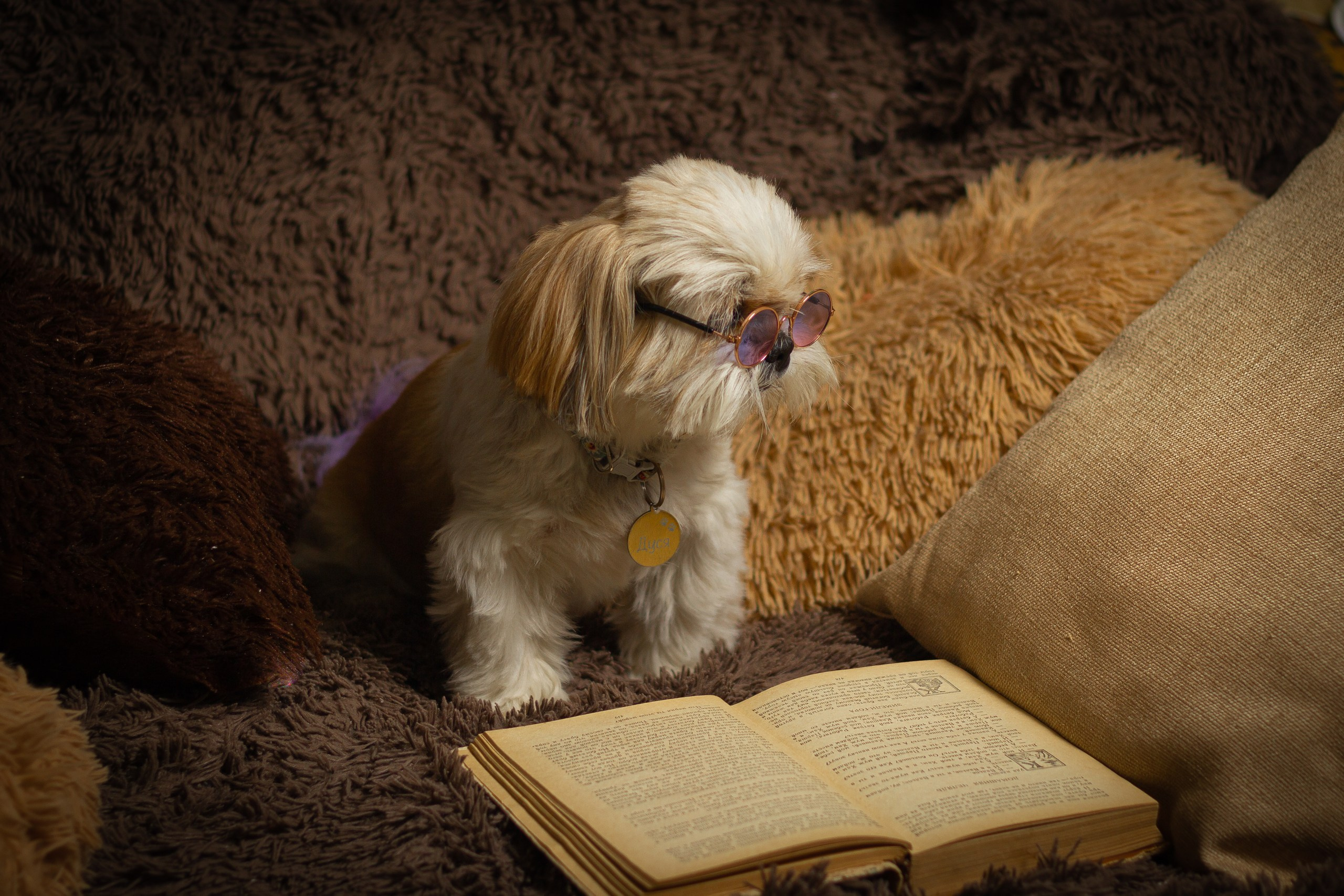 Фотосессии животных. Семейный, детский фотограф Екатеринбург Светлана Плотникова
