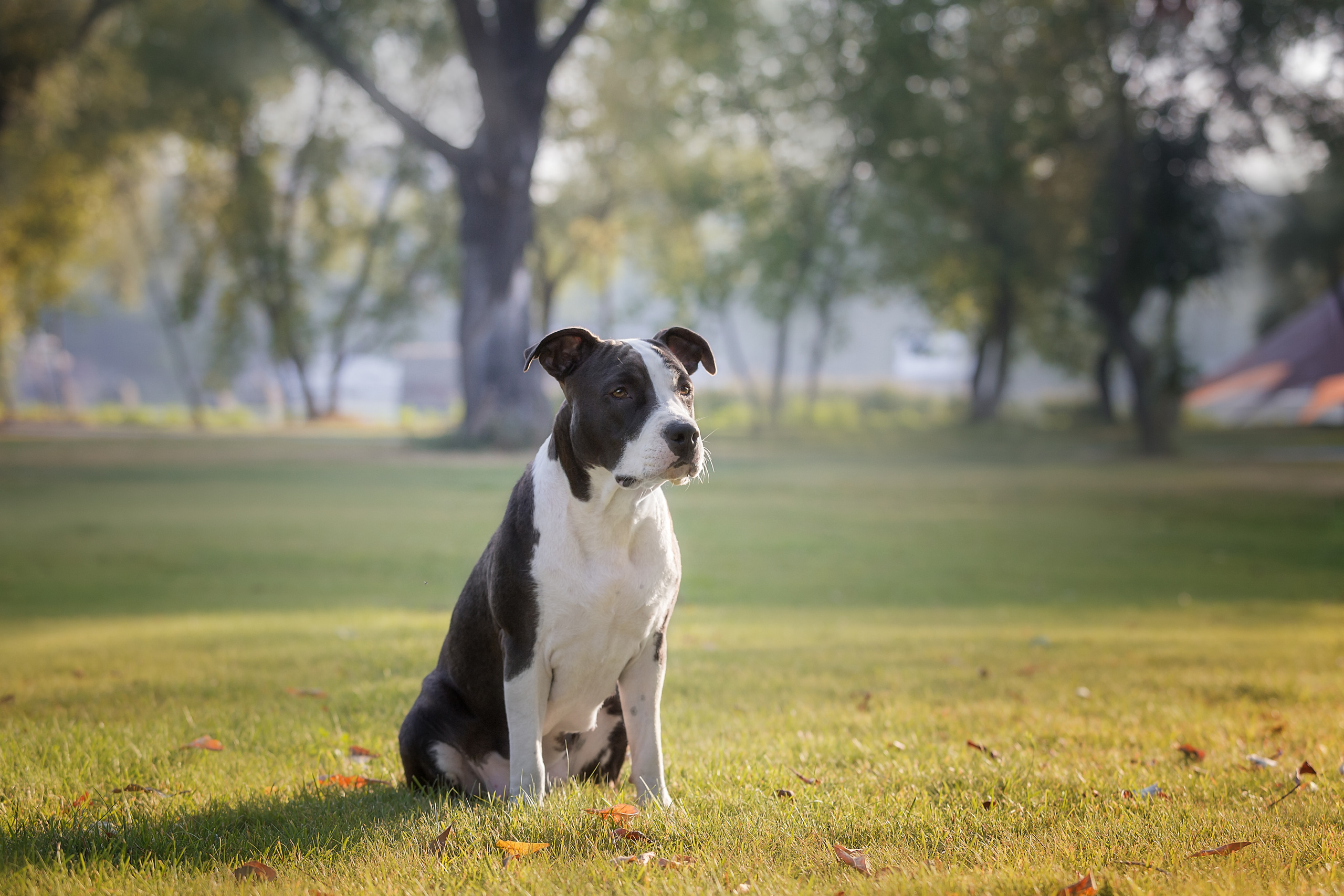 Фотосъёмка собак. Семейный и анималист фотограф в Переславле Анастасия Гусева