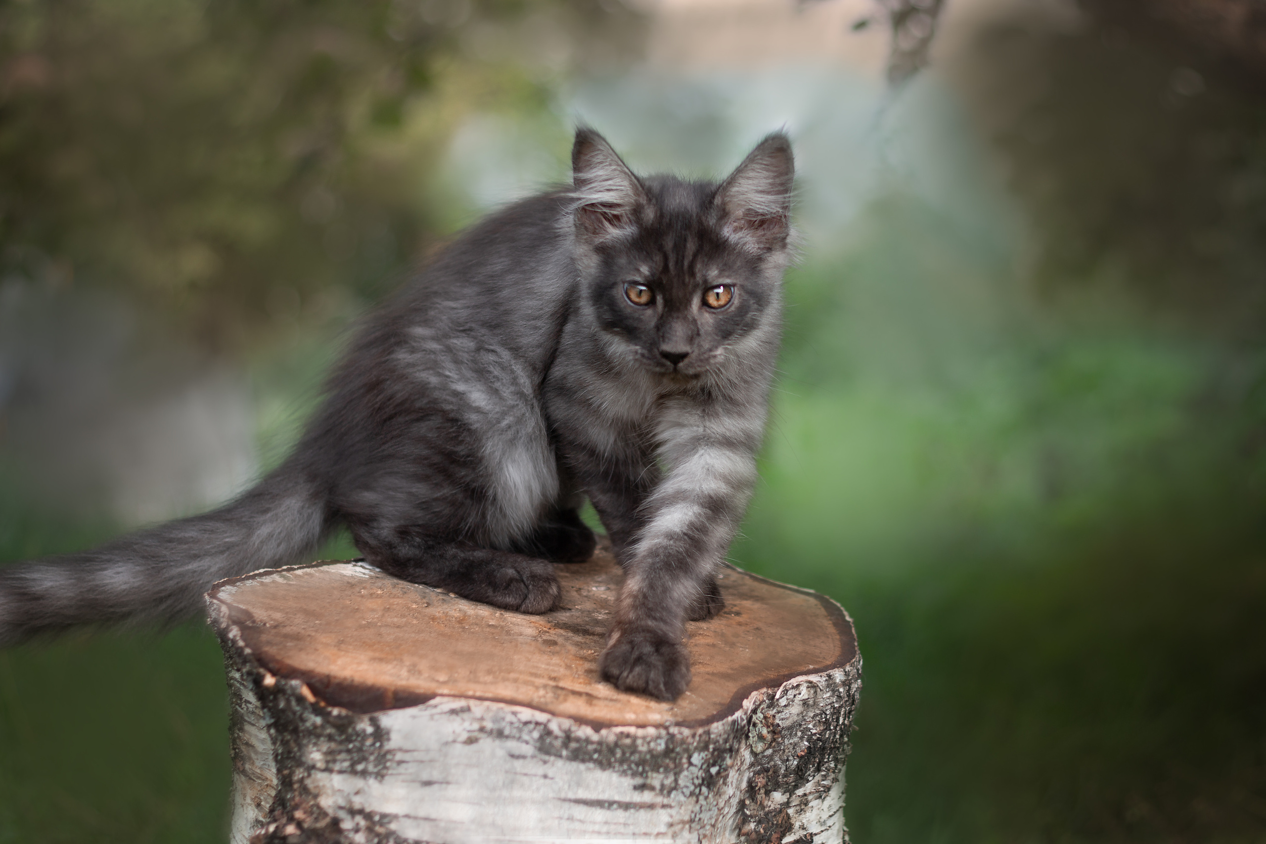 Фотосъёмка кошек. Семейный и анималист фотограф в Переславле Анастасия Гусева