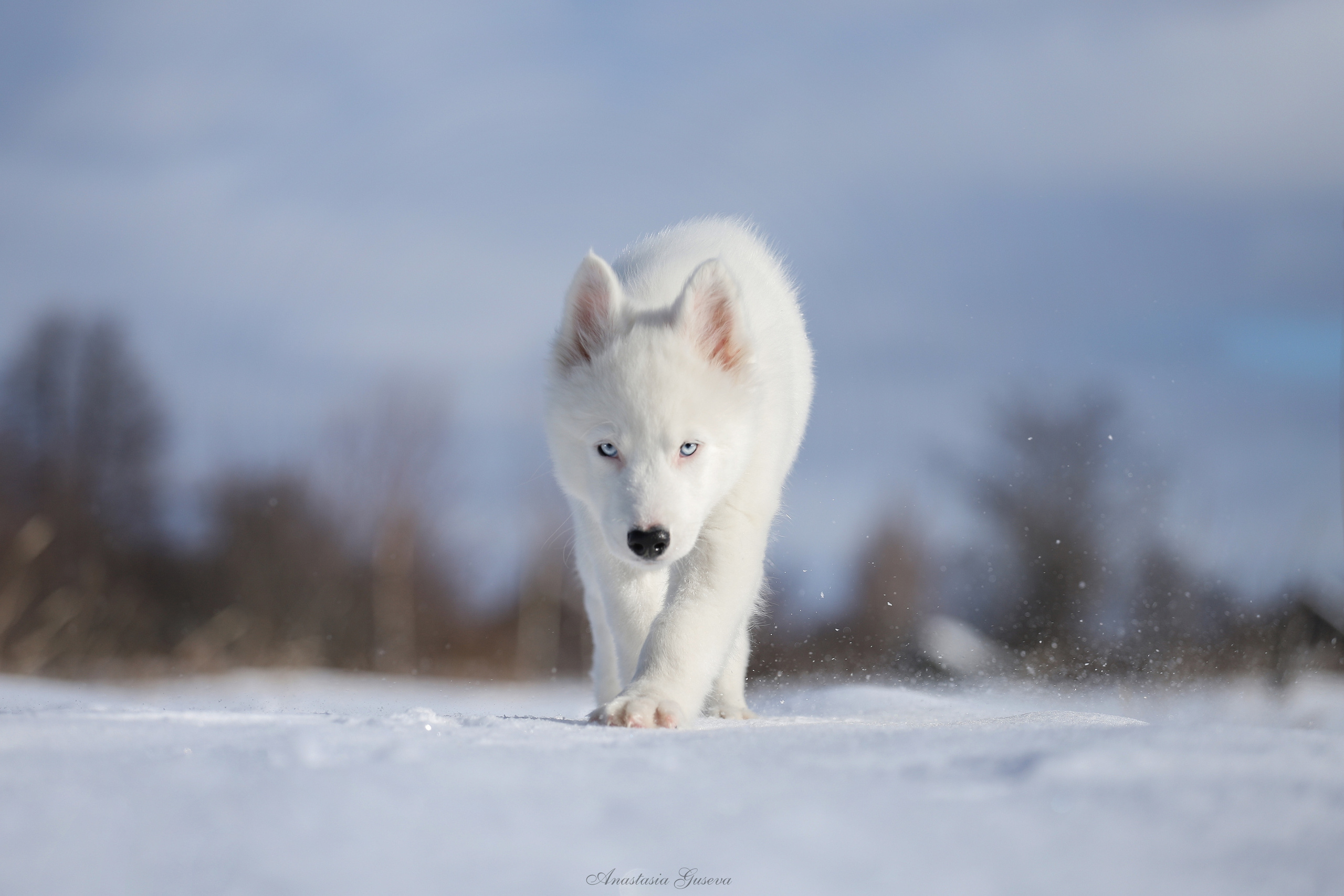 белоснежный щенок в солнечный день идёт по снегу