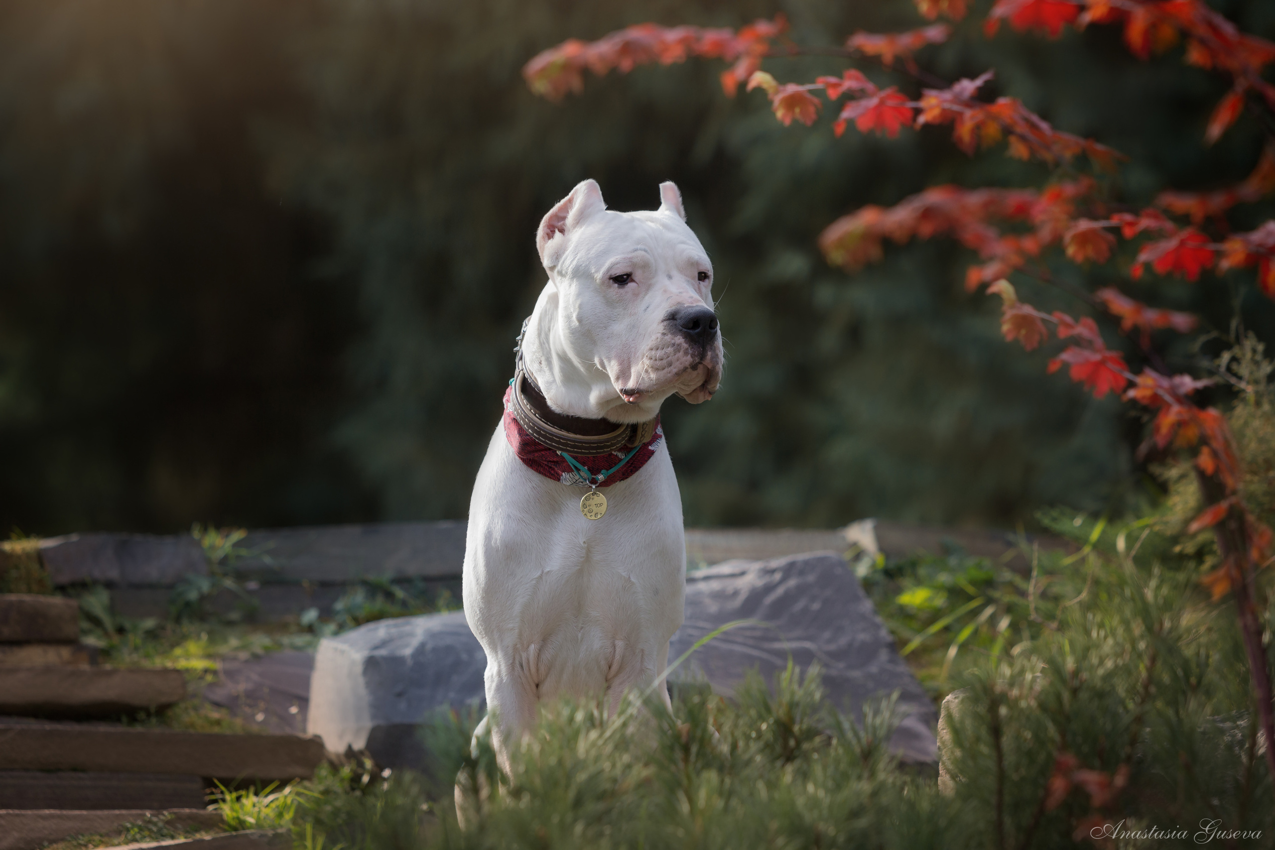 портрет аргентинского дога в осеннем парке