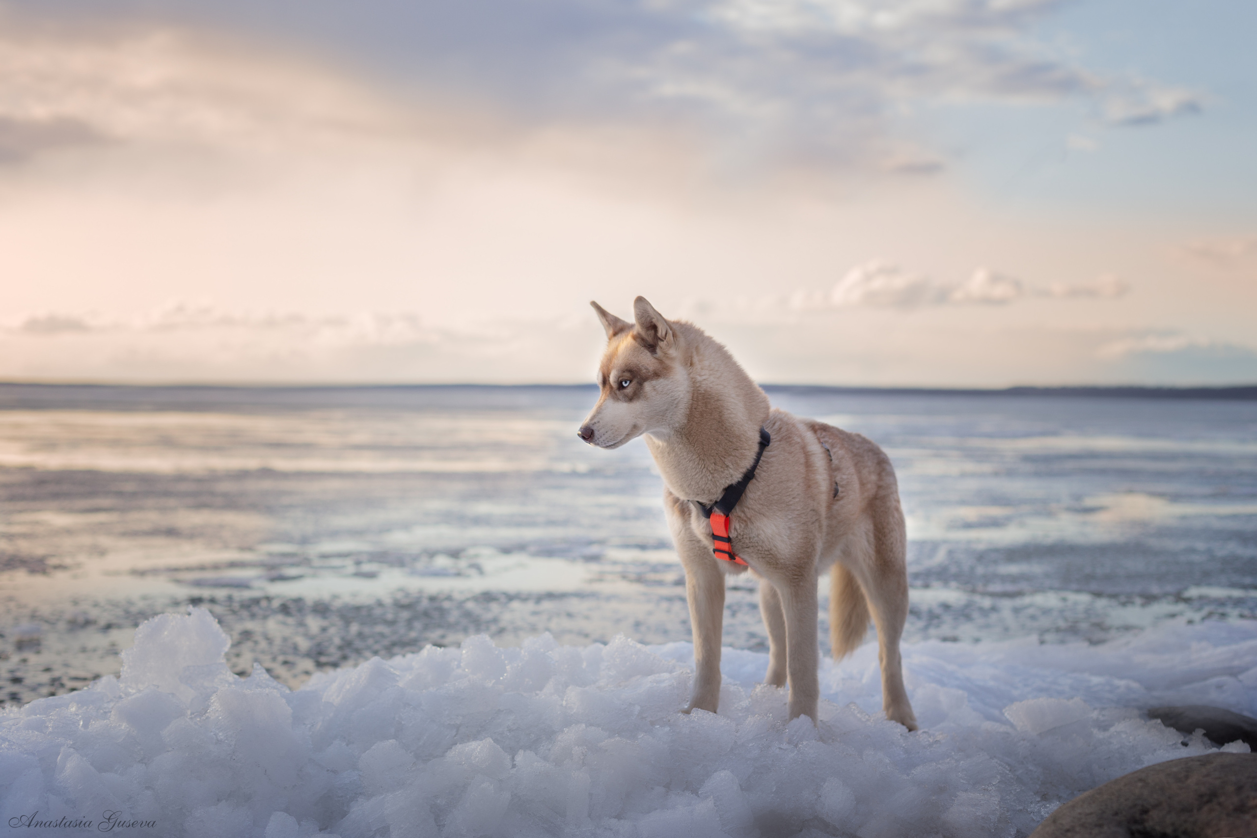 рыжий сибирский хаски на закате на озере