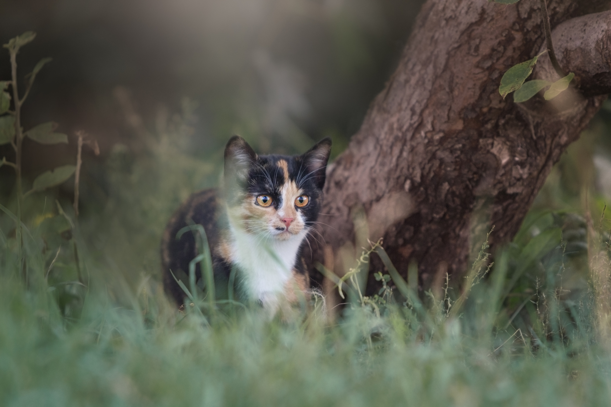 трехцветная кошка сидит на лужайке у дома