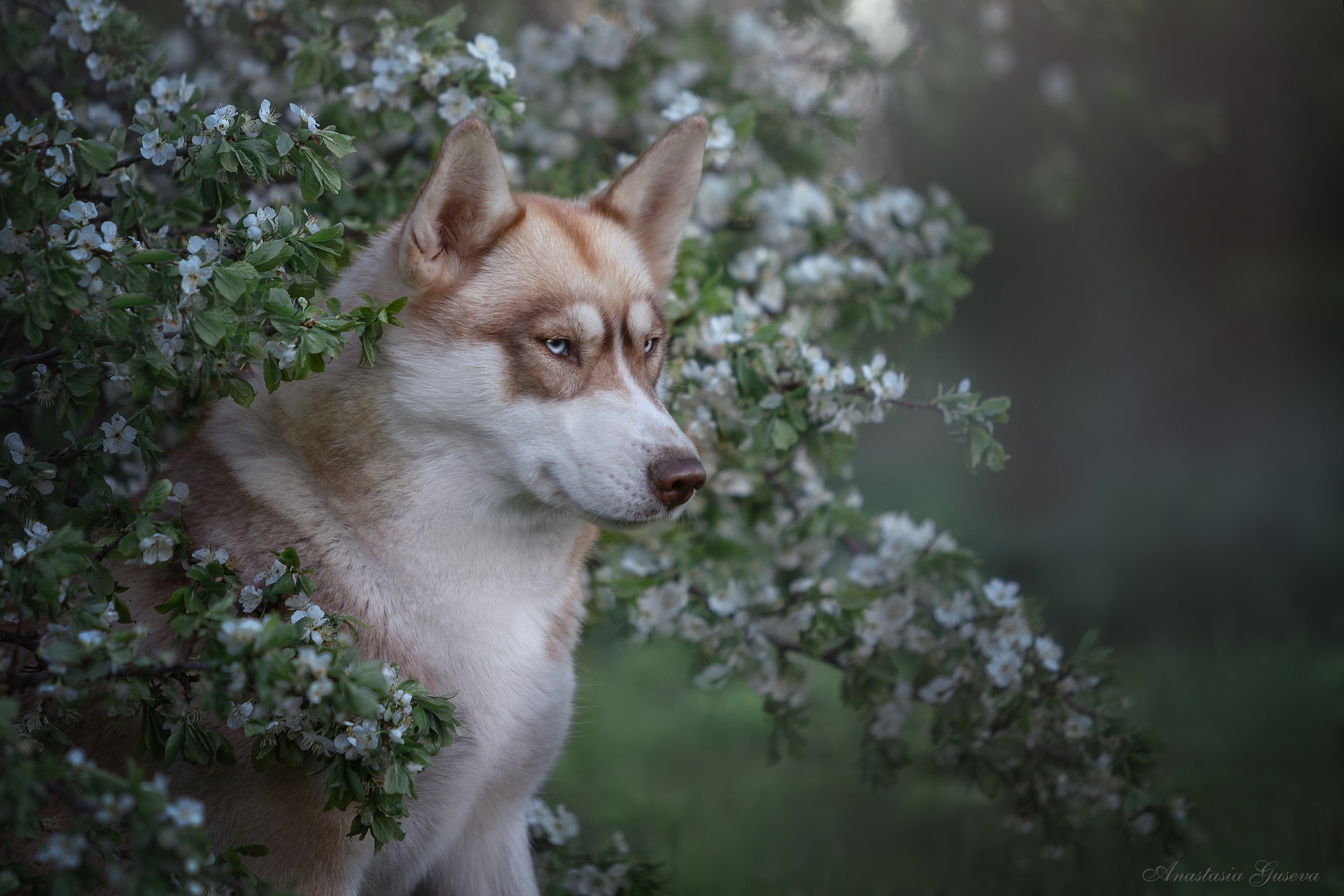 Фотосъёмка собак. Семейный и анималист фотограф в Переславле Анастасия Гусева