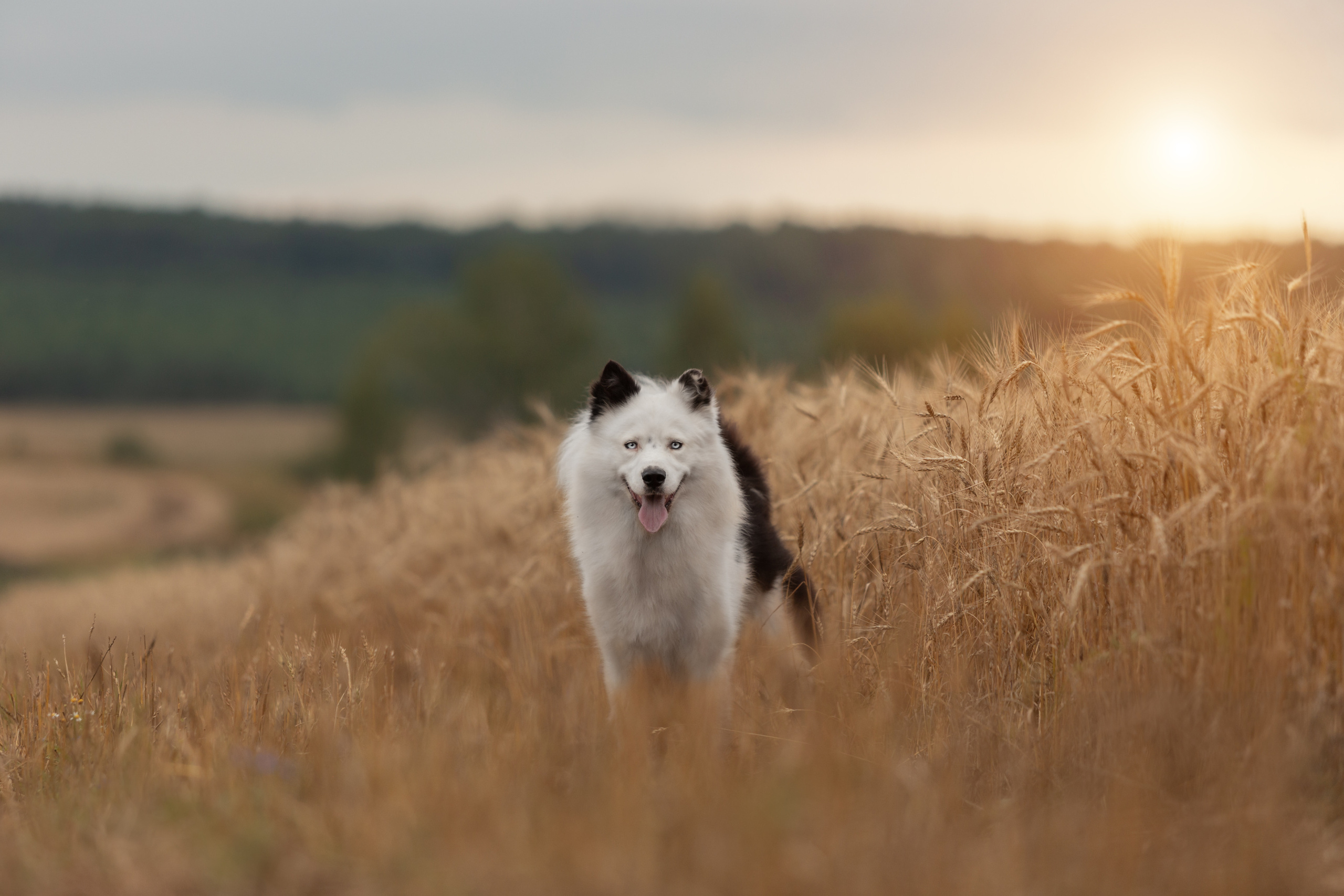 Фотосъёмка собак. Семейный и анималист фотограф в Переславле Анастасия Гусева