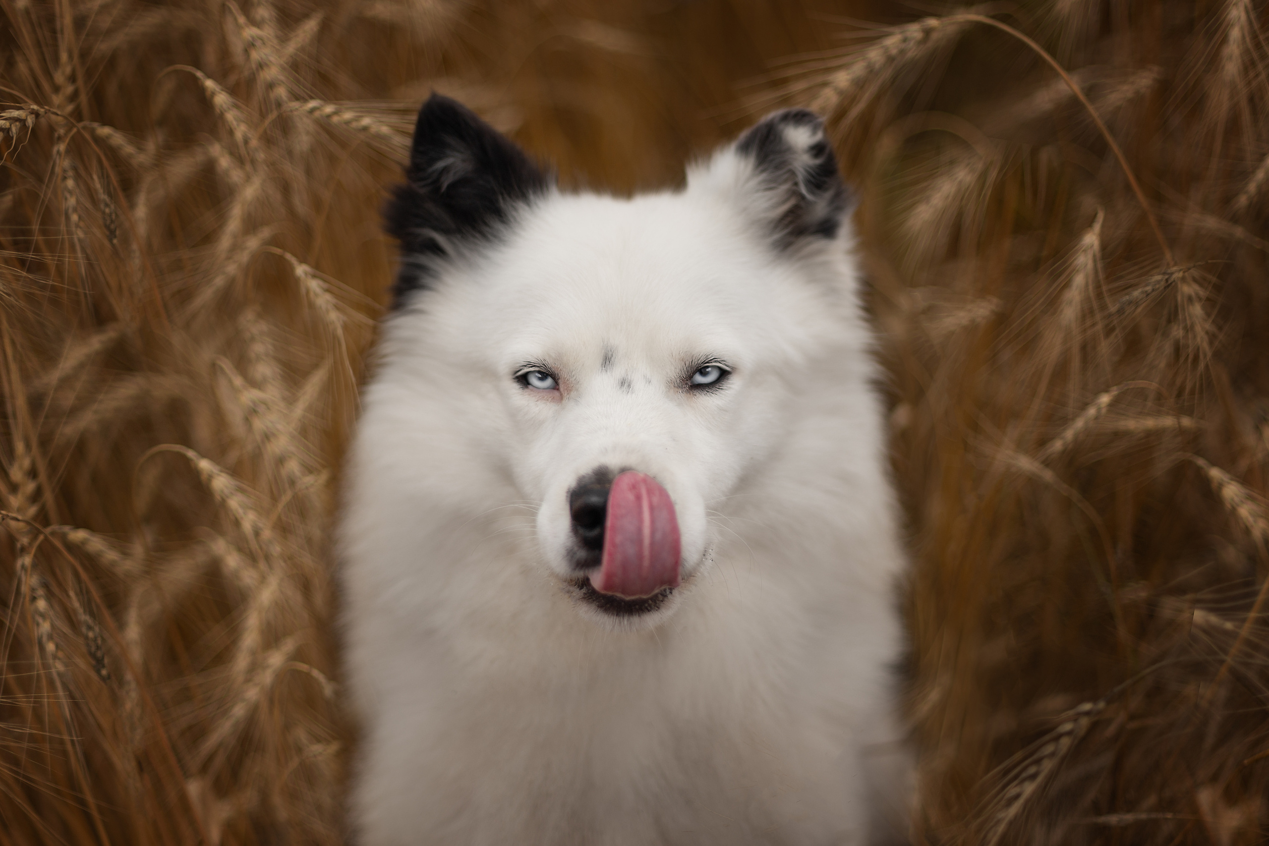 Фотосъёмка собак. Семейный и анималист фотограф в Переславле Анастасия Гусева