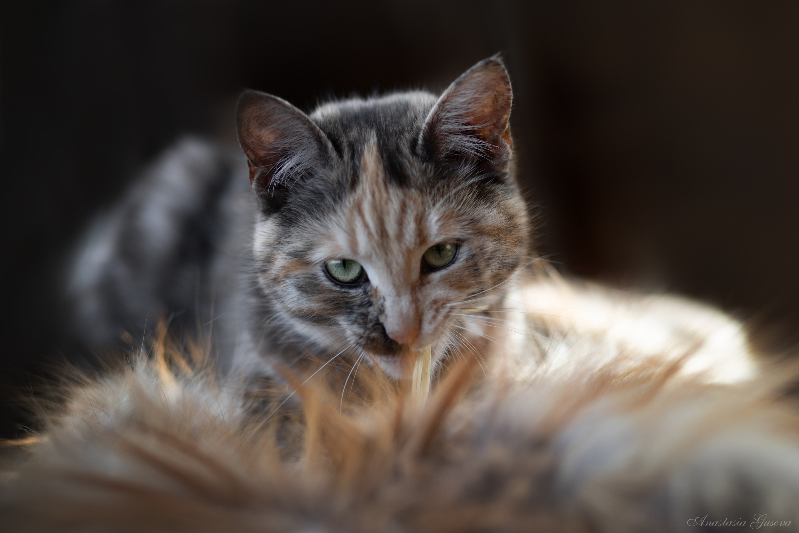 Фотосъёмка кошек. Семейный и анималист фотограф в Переславле Анастасия Гусева