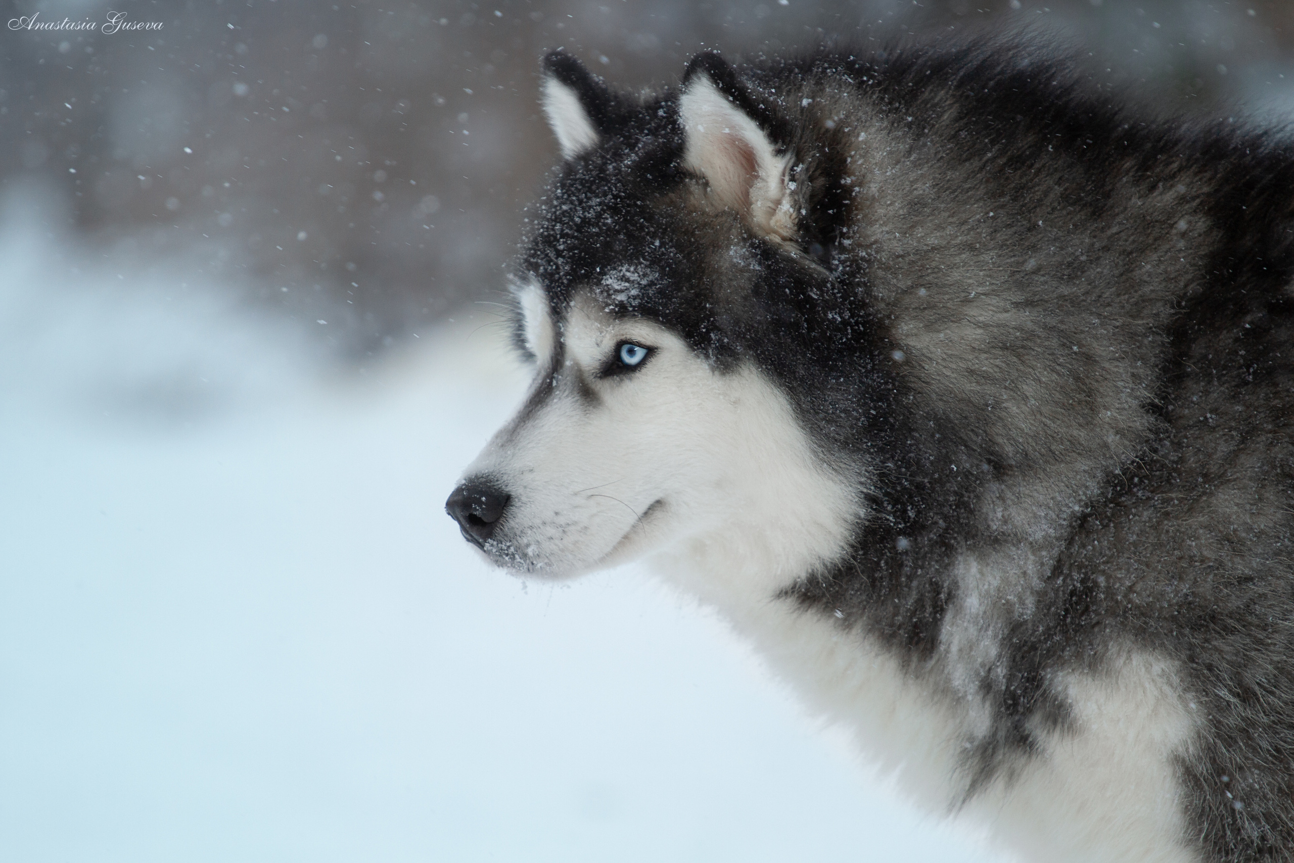 Фотосъёмка собак. Семейный и анималист фотограф в Переславле Анастасия Гусева