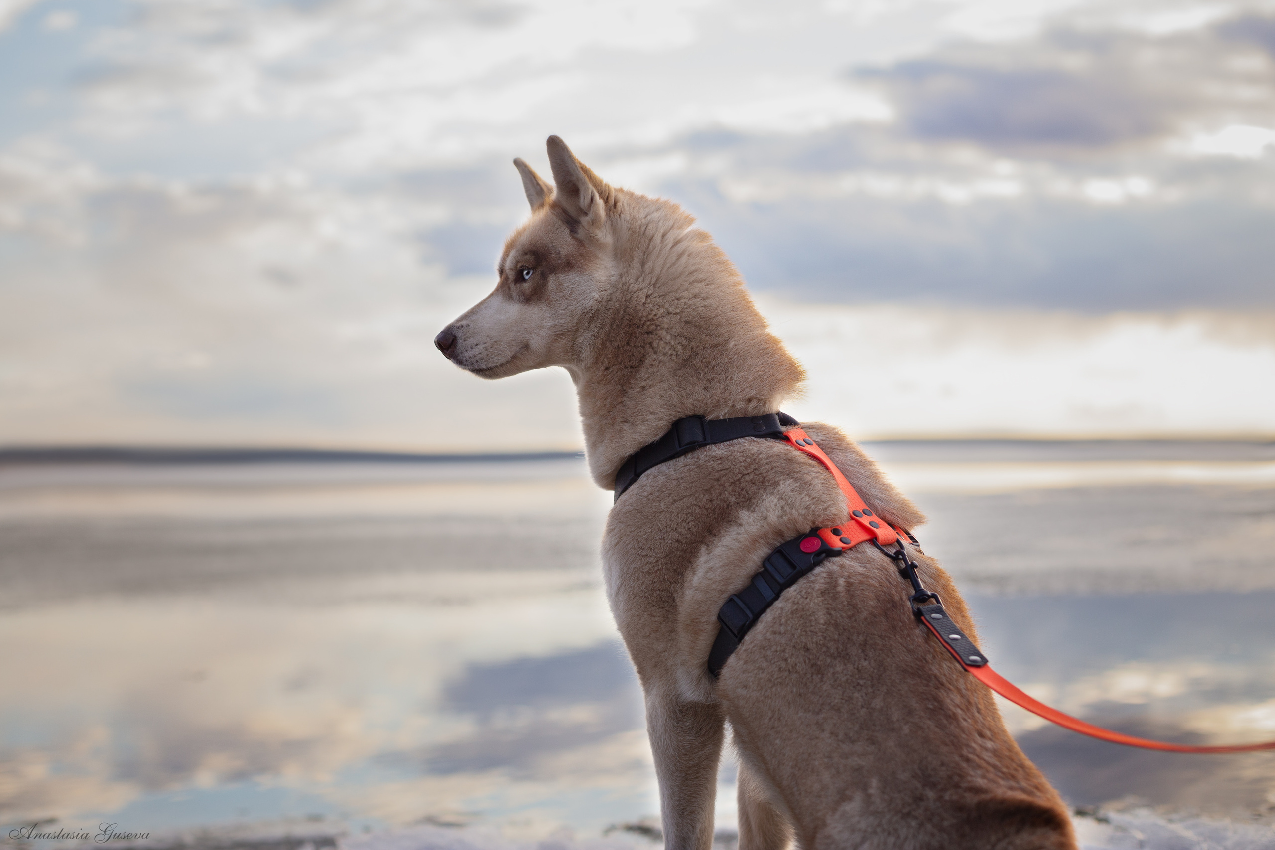 Фотосъёмка собак. Семейный и анималист фотограф в Переславле Анастасия Гусева