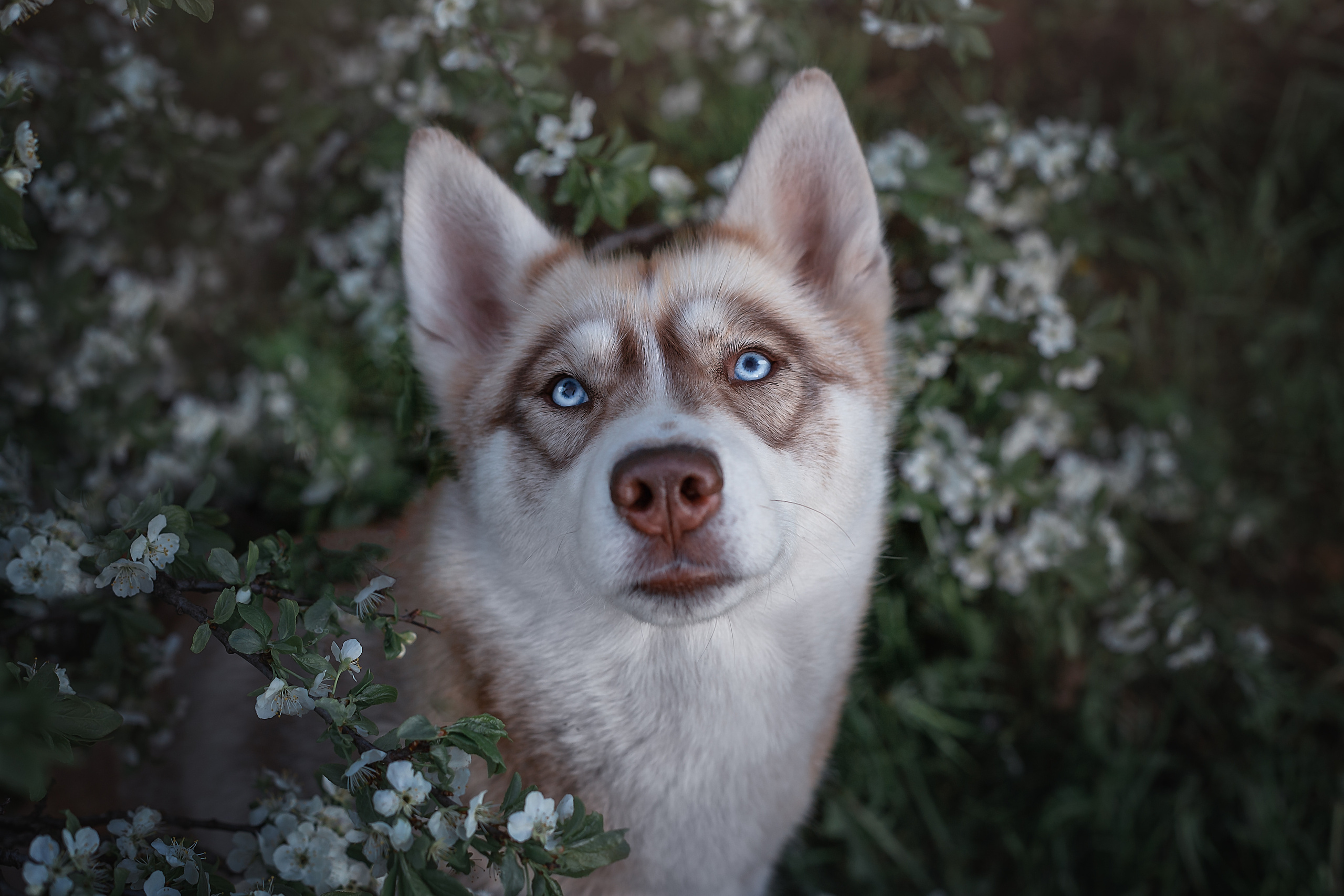 портрет сибирский хаски в цветах вишни весной