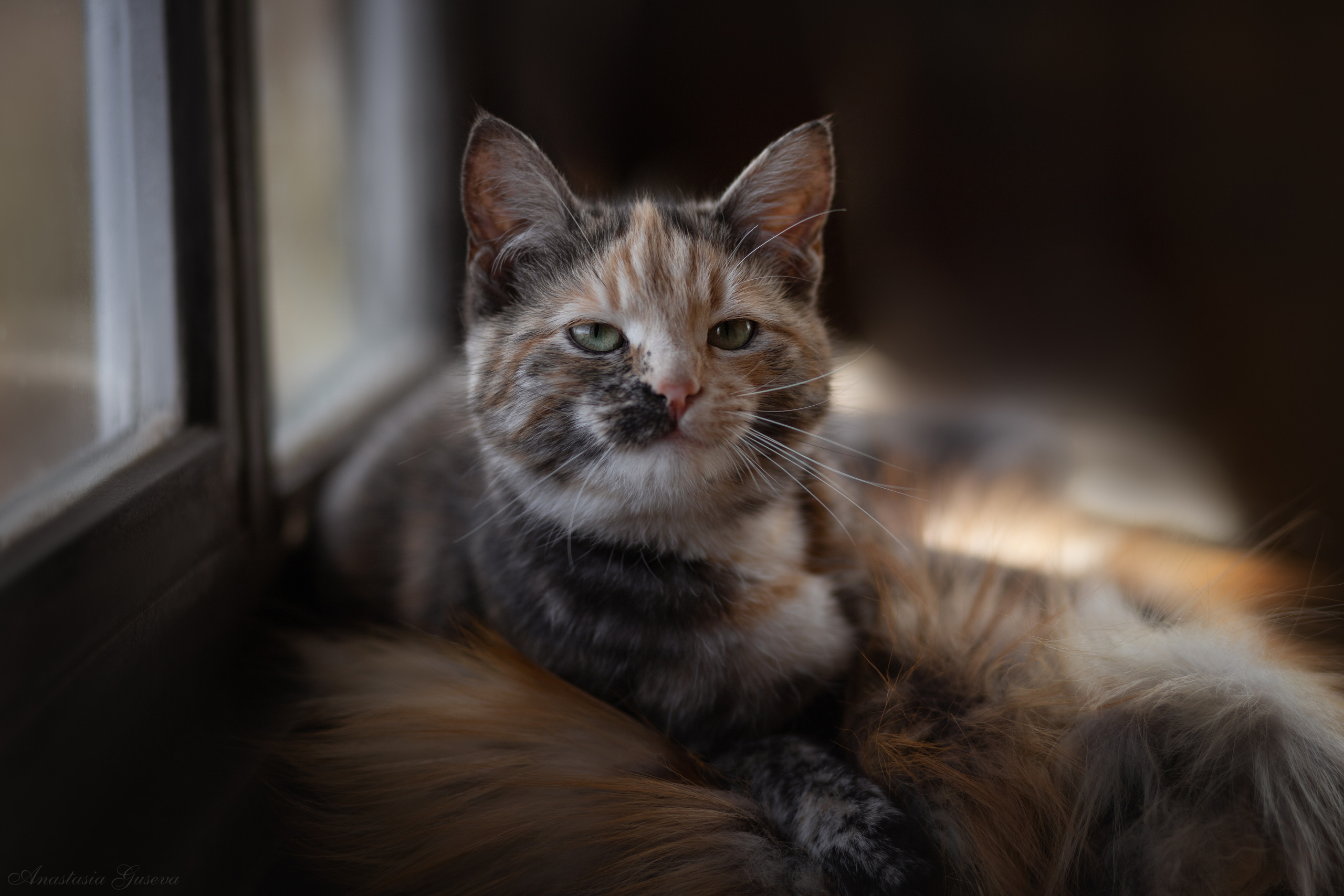 Фотосъёмка кошек. Семейный и анималист фотограф в Переславле Анастасия Гусева
