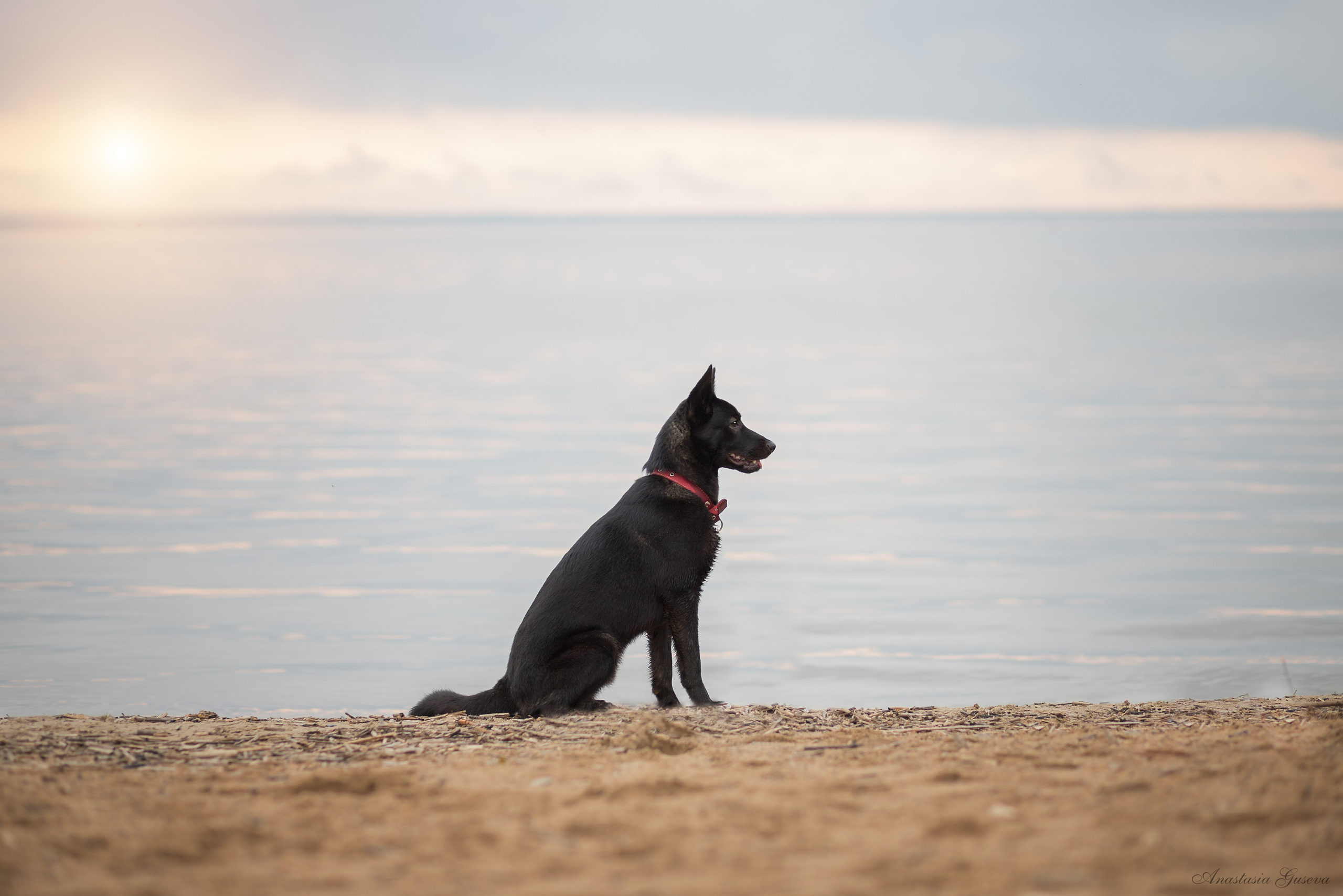 черная собака сидит на берегу на закате
