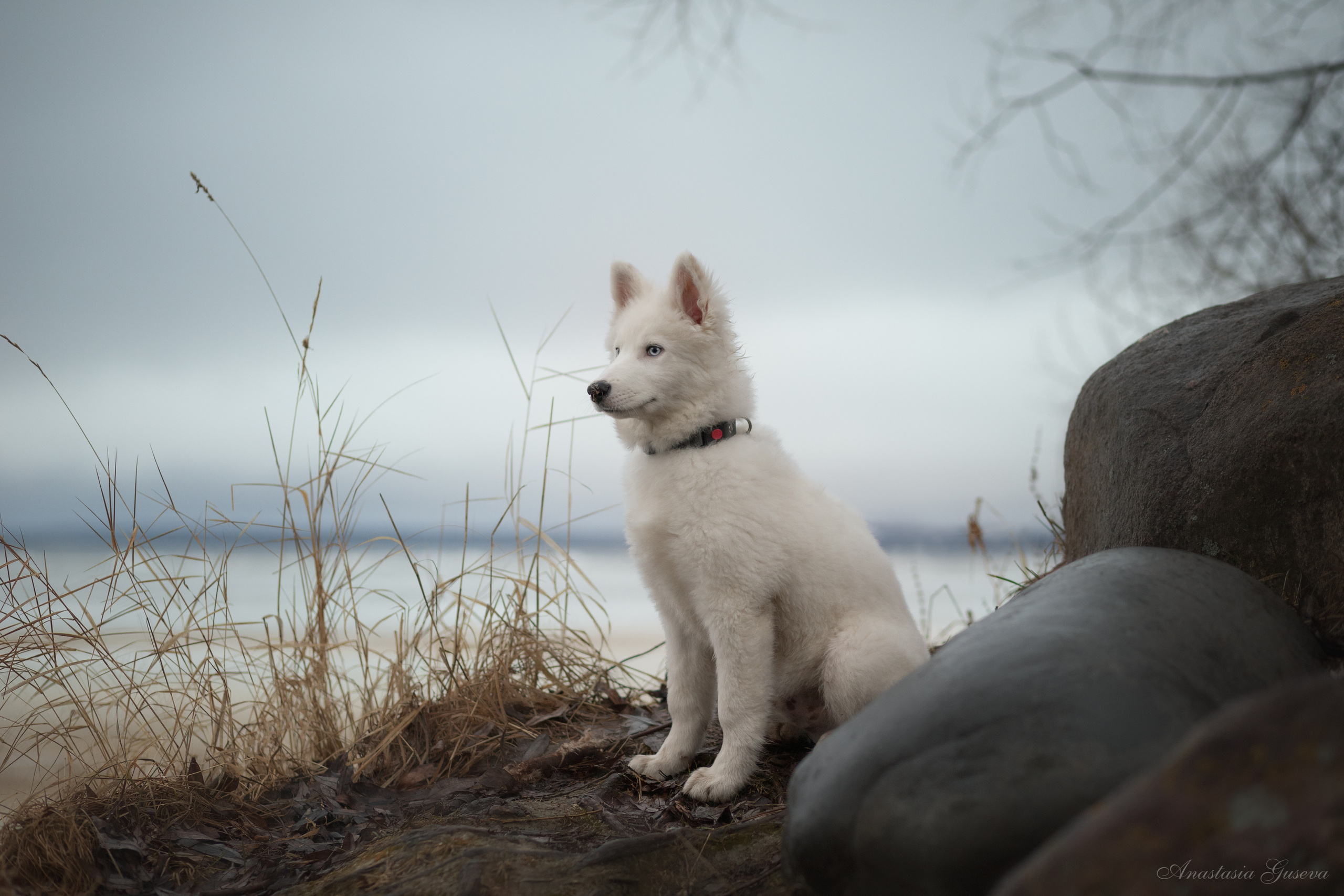 Фотосъёмка собак. Семейный и анималист фотограф в Переславле Анастасия Гусева