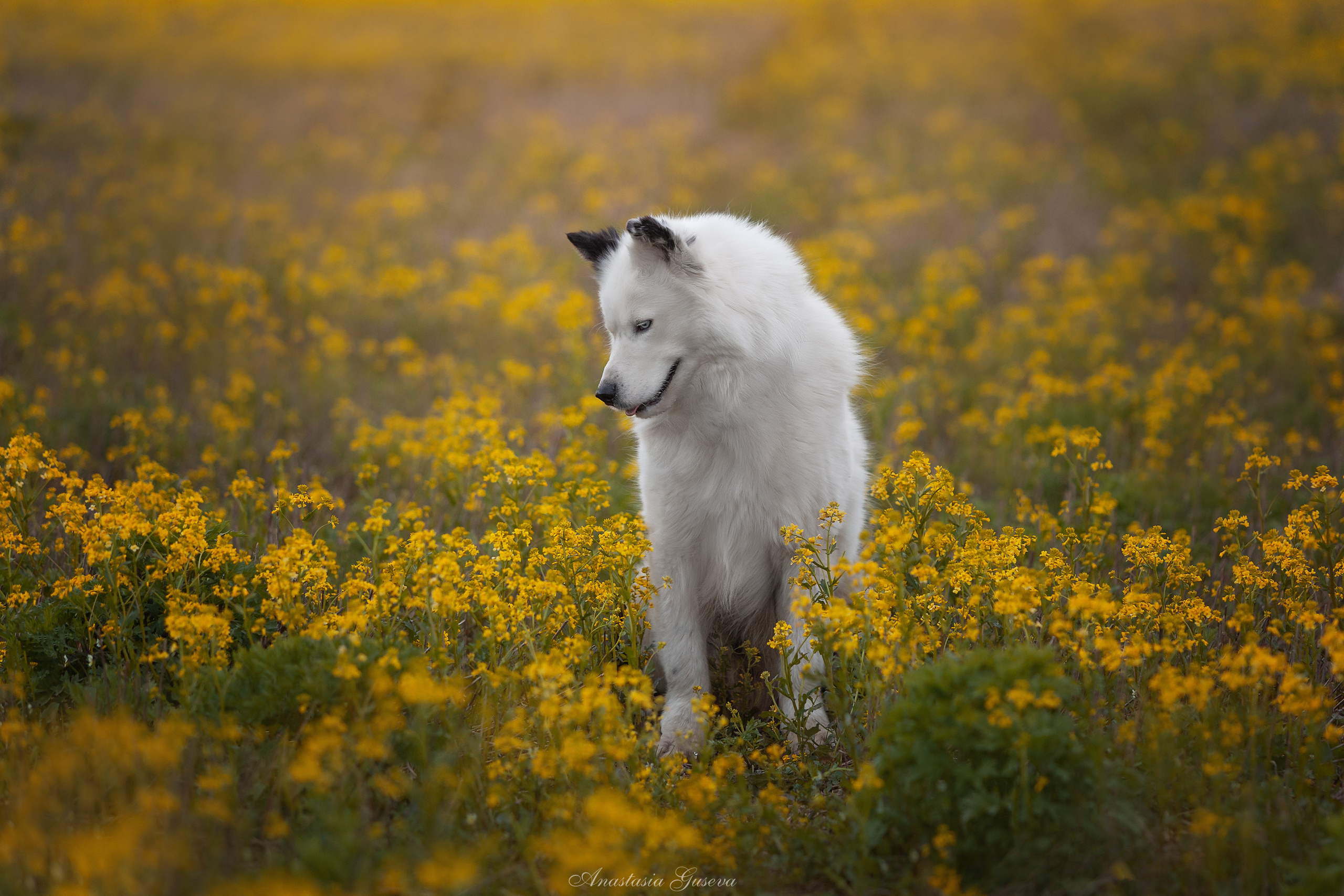 Фотосъёмка собак. Семейный и анималист фотограф в Переславле Анастасия Гусева
