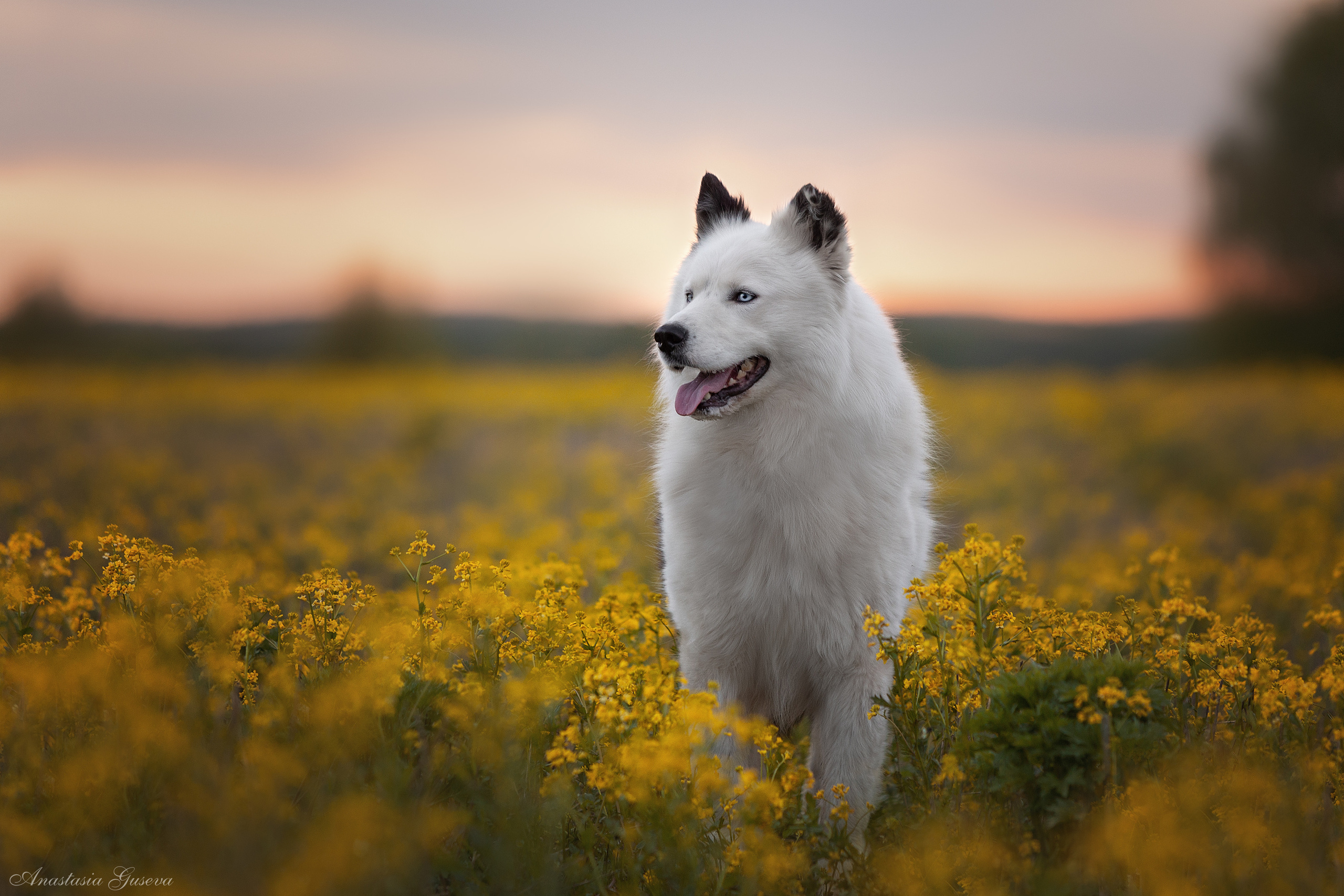 Фотосъёмка собак. Семейный и анималист фотограф в Переславле Анастасия Гусева