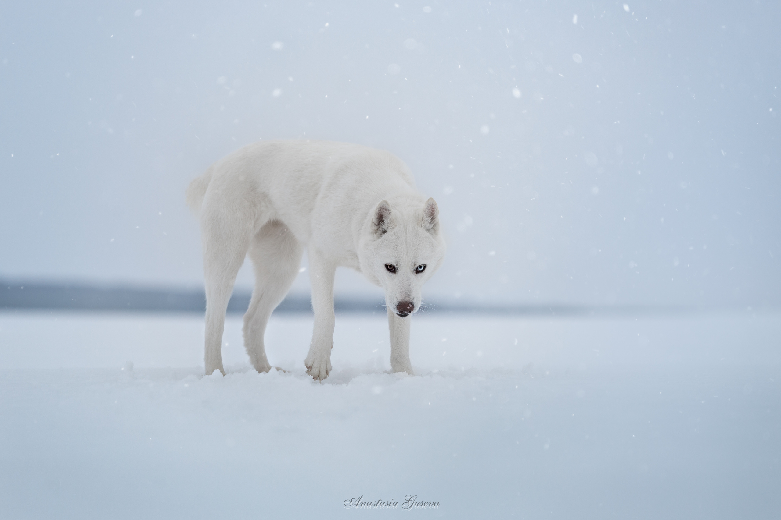 Фотосъёмка собак. Семейный и анималист фотограф в Переславле Анастасия Гусева