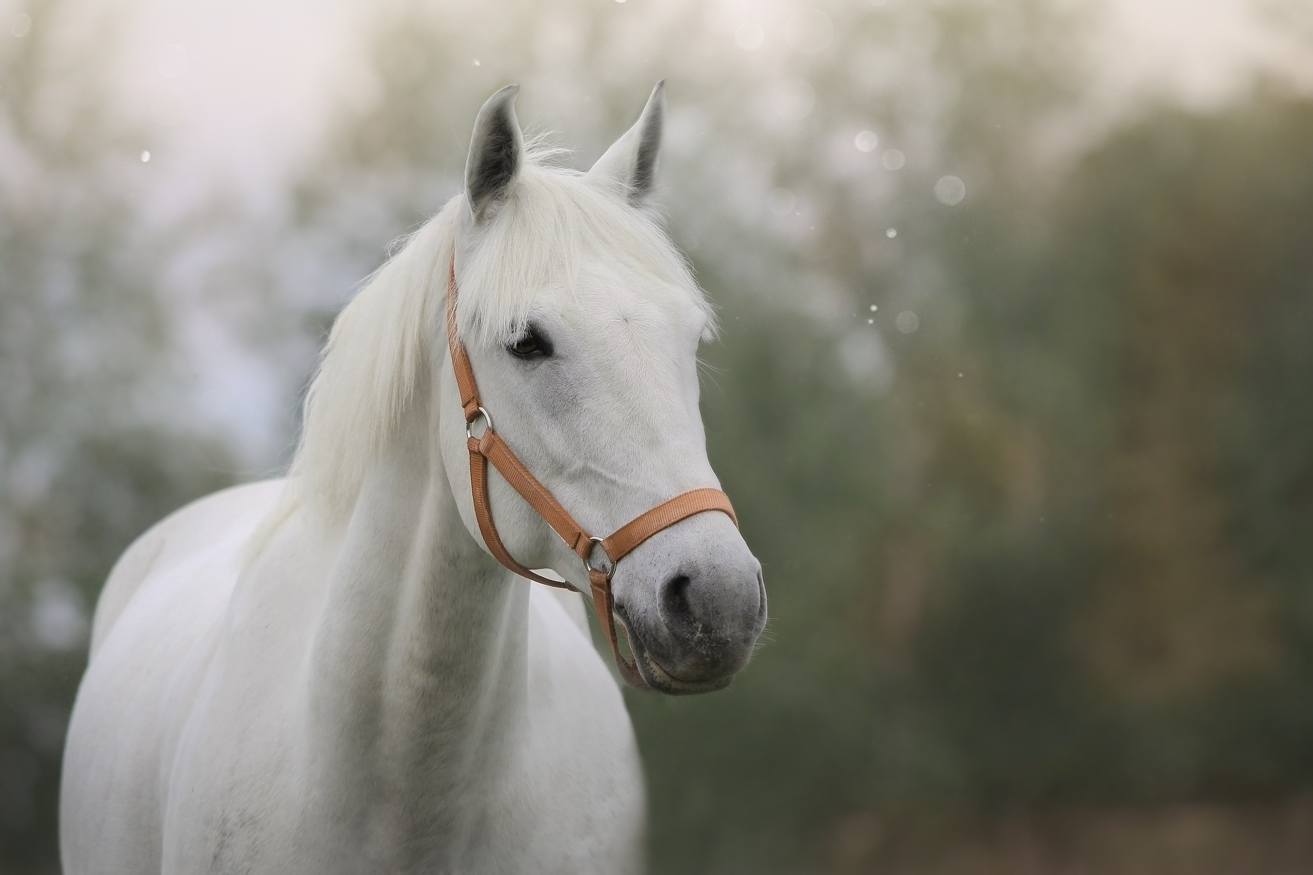 Фотосъёмка лошадей. Семейный и анималист фотограф в Переславле Анастасия Гусева