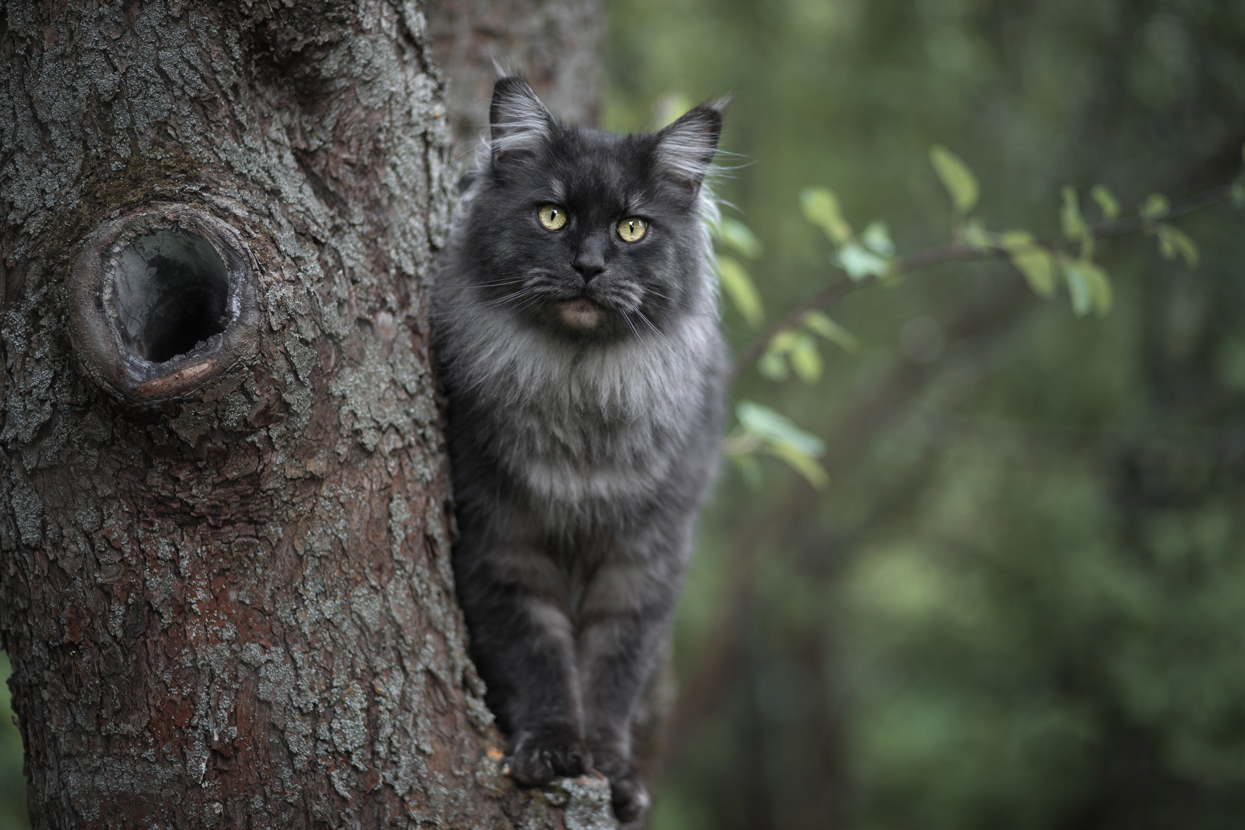 Фотосъёмка кошек. Семейный и анималист фотограф в Переславле Анастасия Гусева