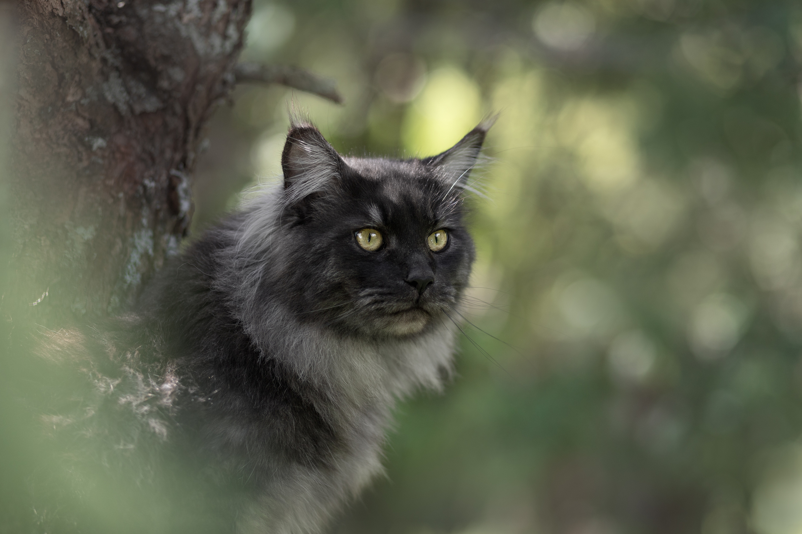 Фотосъёмка кошек. Семейный и анималист фотограф в Переславле Анастасия Гусева