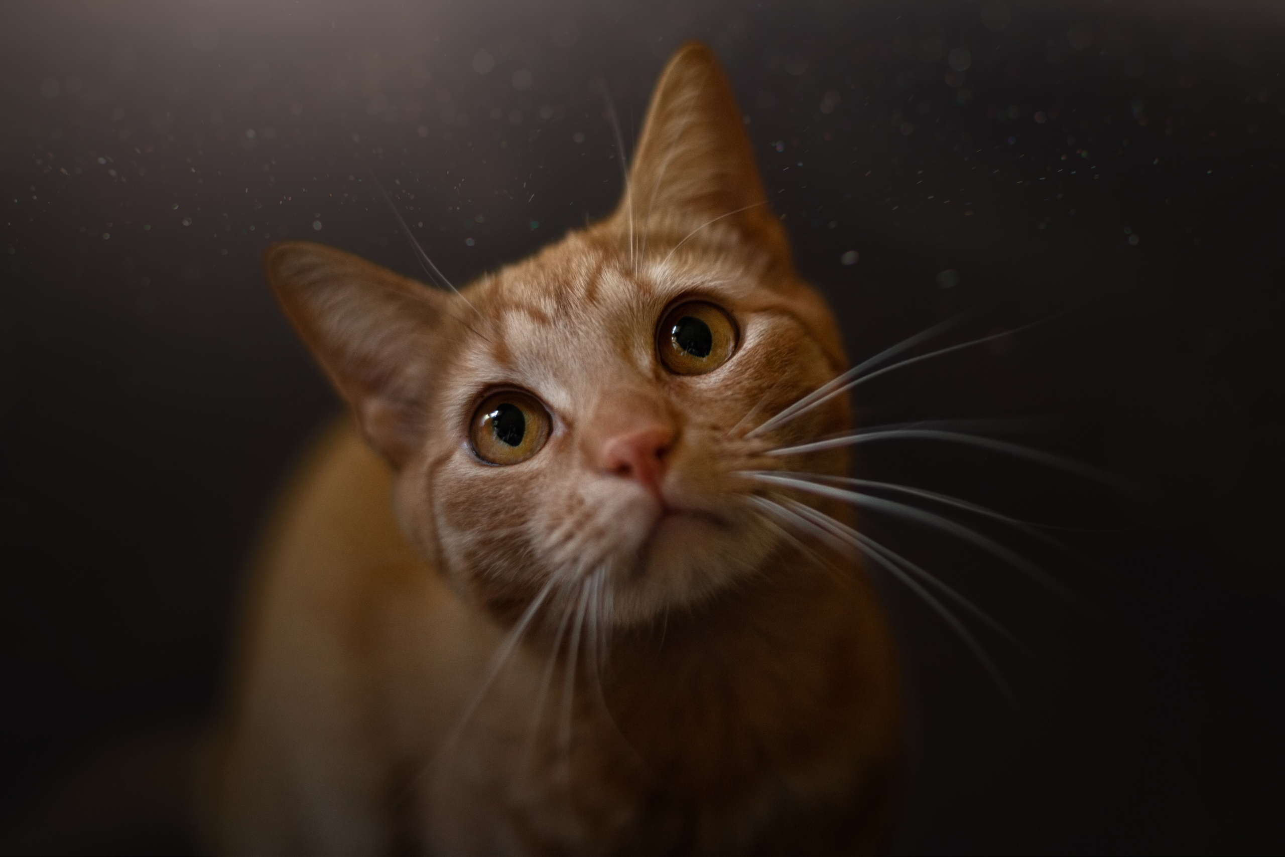 портрет рыжей кошки на черном фоне