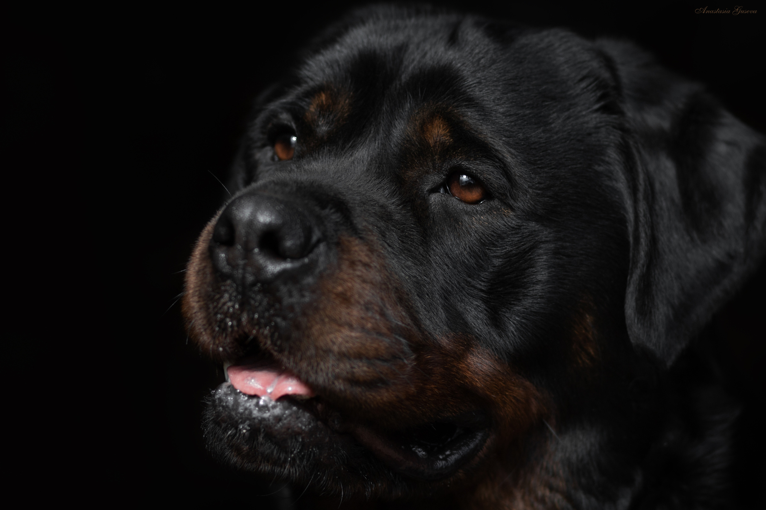 Фотосъёмка собак. Семейный и анималист фотограф в Переславле Анастасия Гусева