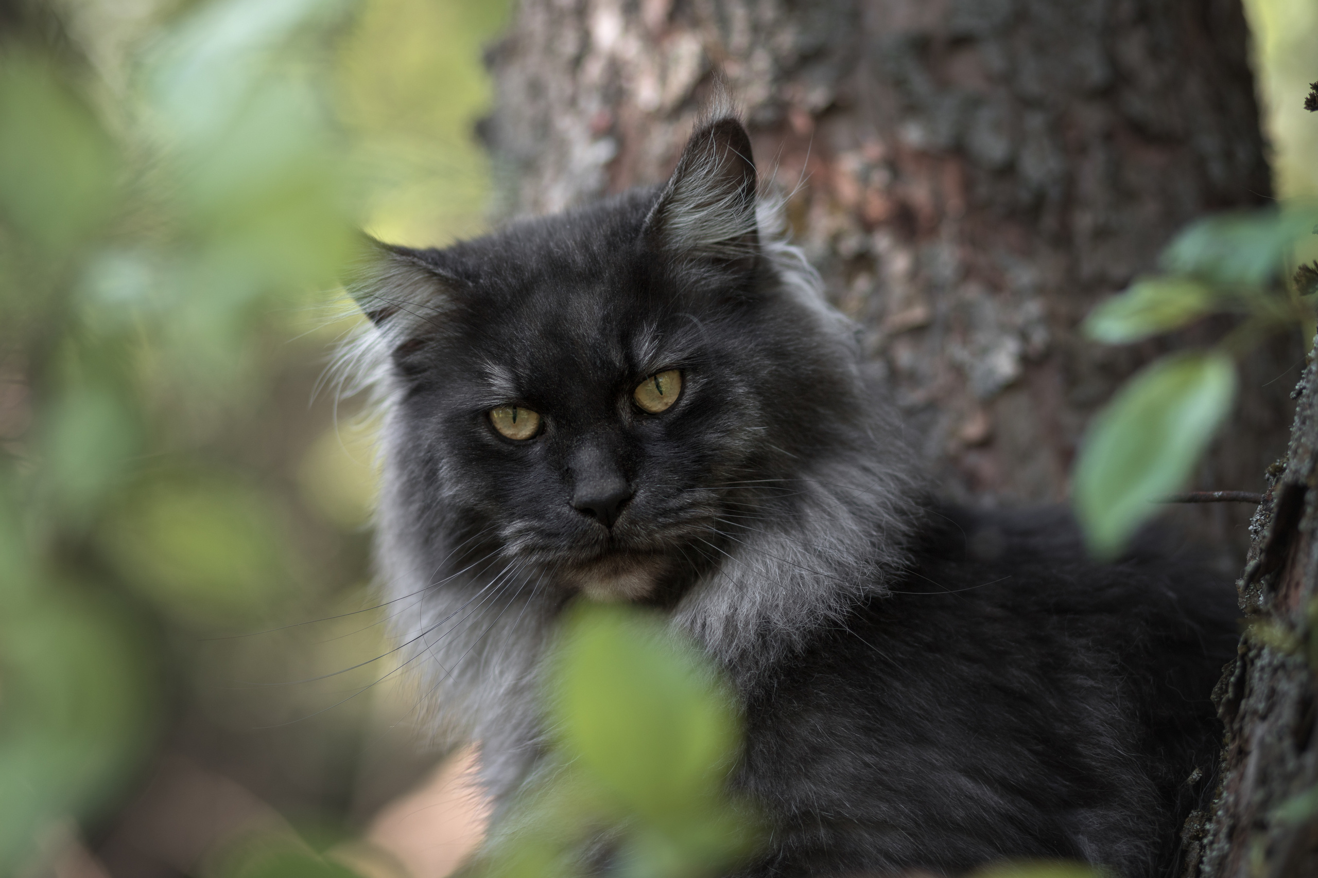 Фотосъёмка кошек. Семейный и анималист фотограф в Переславле Анастасия Гусева