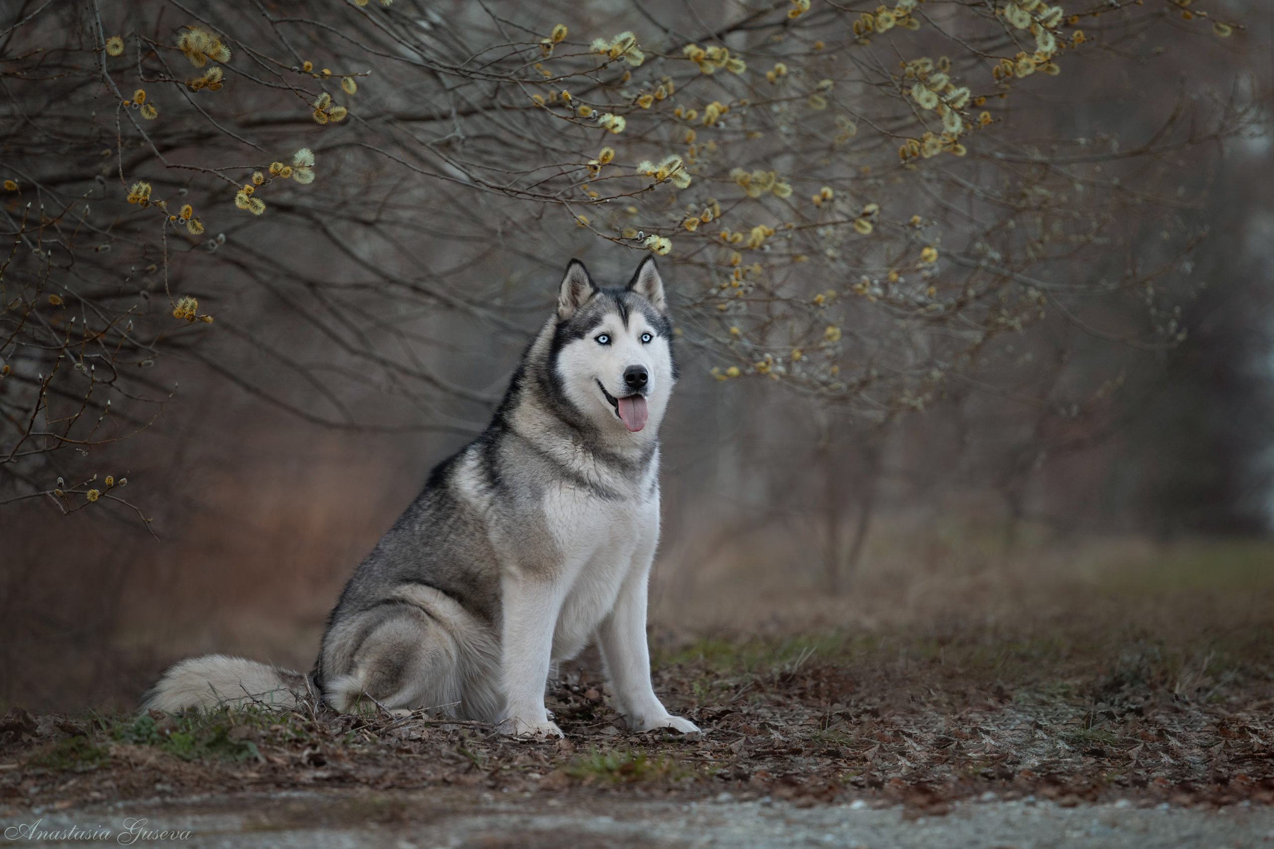 Фотосъёмка собак. Семейный и анималист фотограф в Переславле Анастасия Гусева