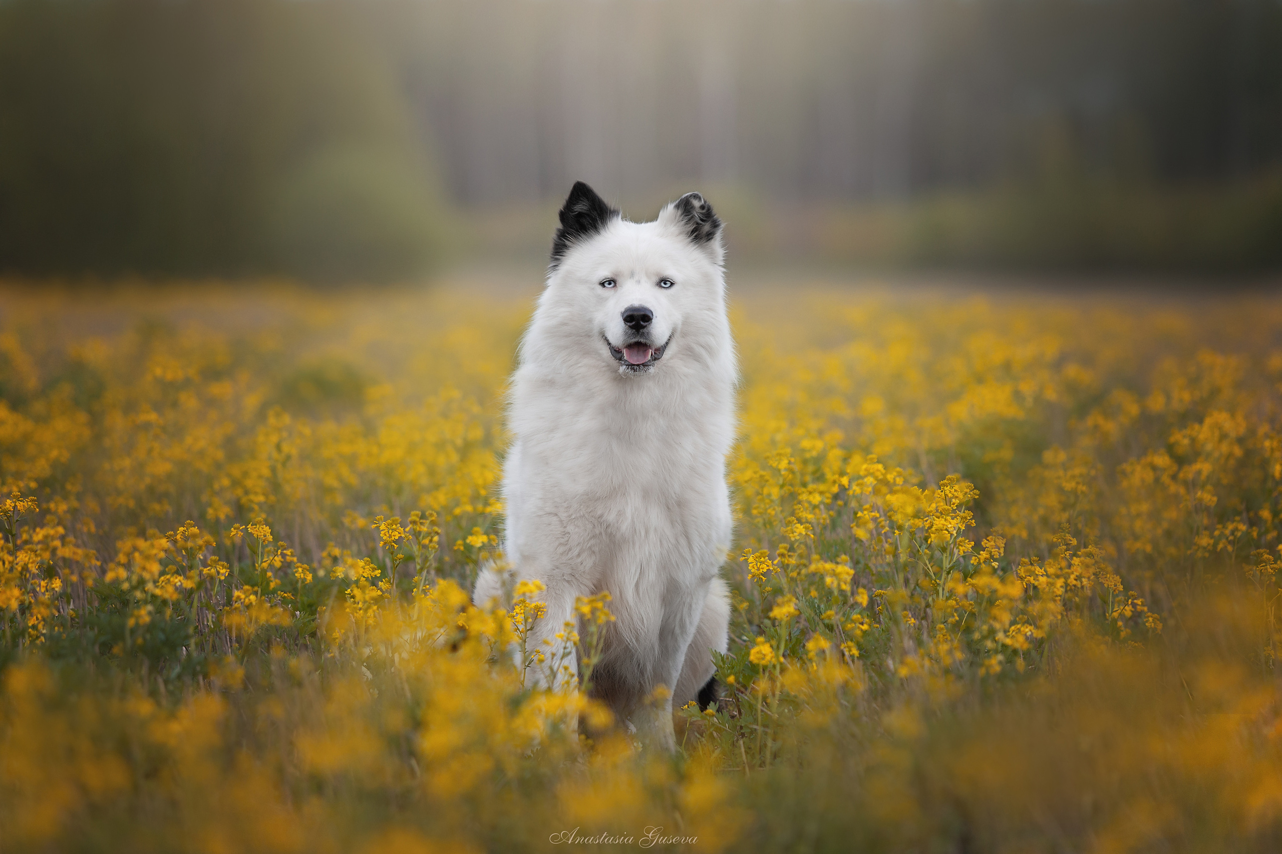 Фотосъёмка собак. Семейный и анималист фотограф в Переславле Анастасия Гусева