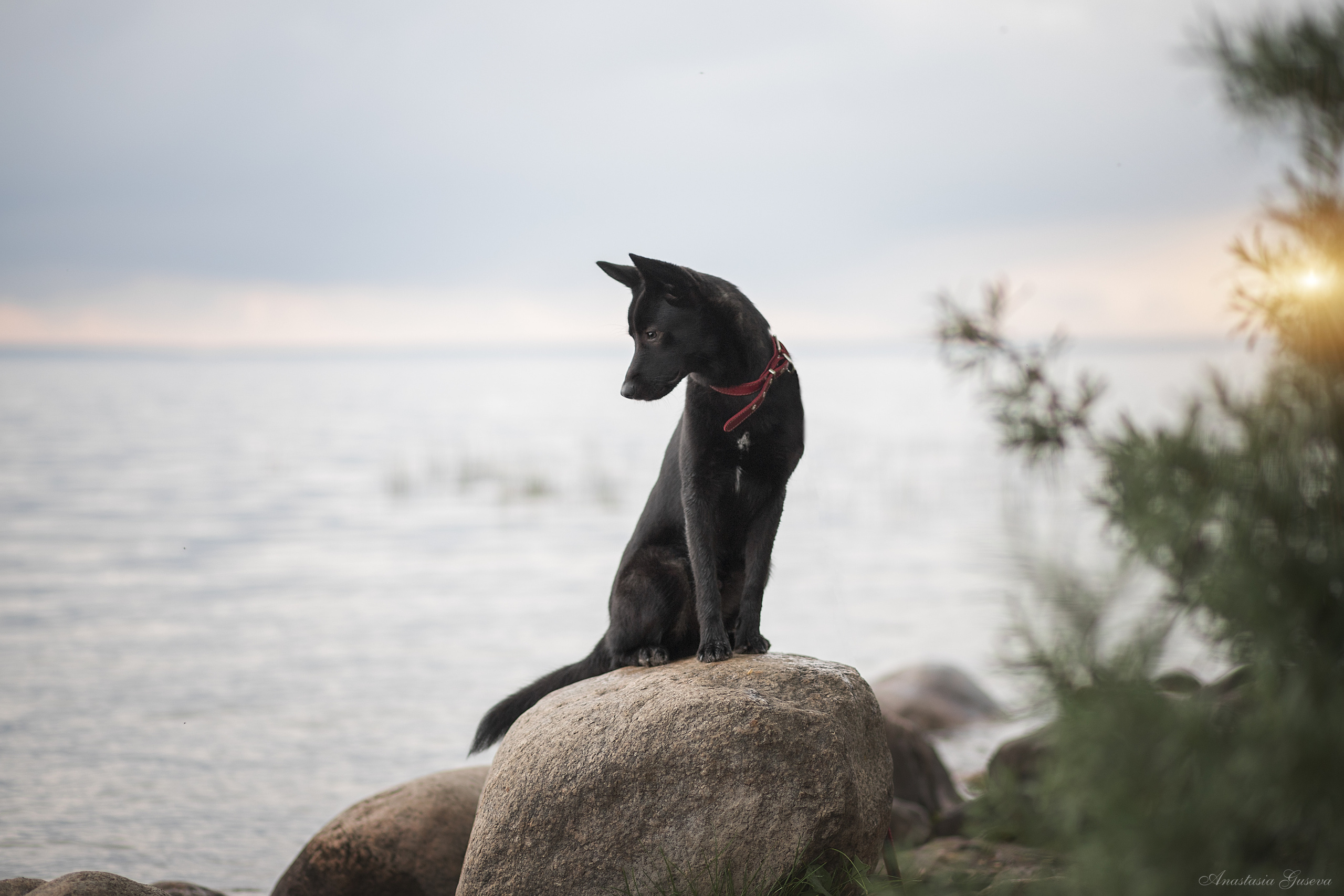Фотосъёмка собак. Семейный и анималист фотограф в Переславле Анастасия Гусева