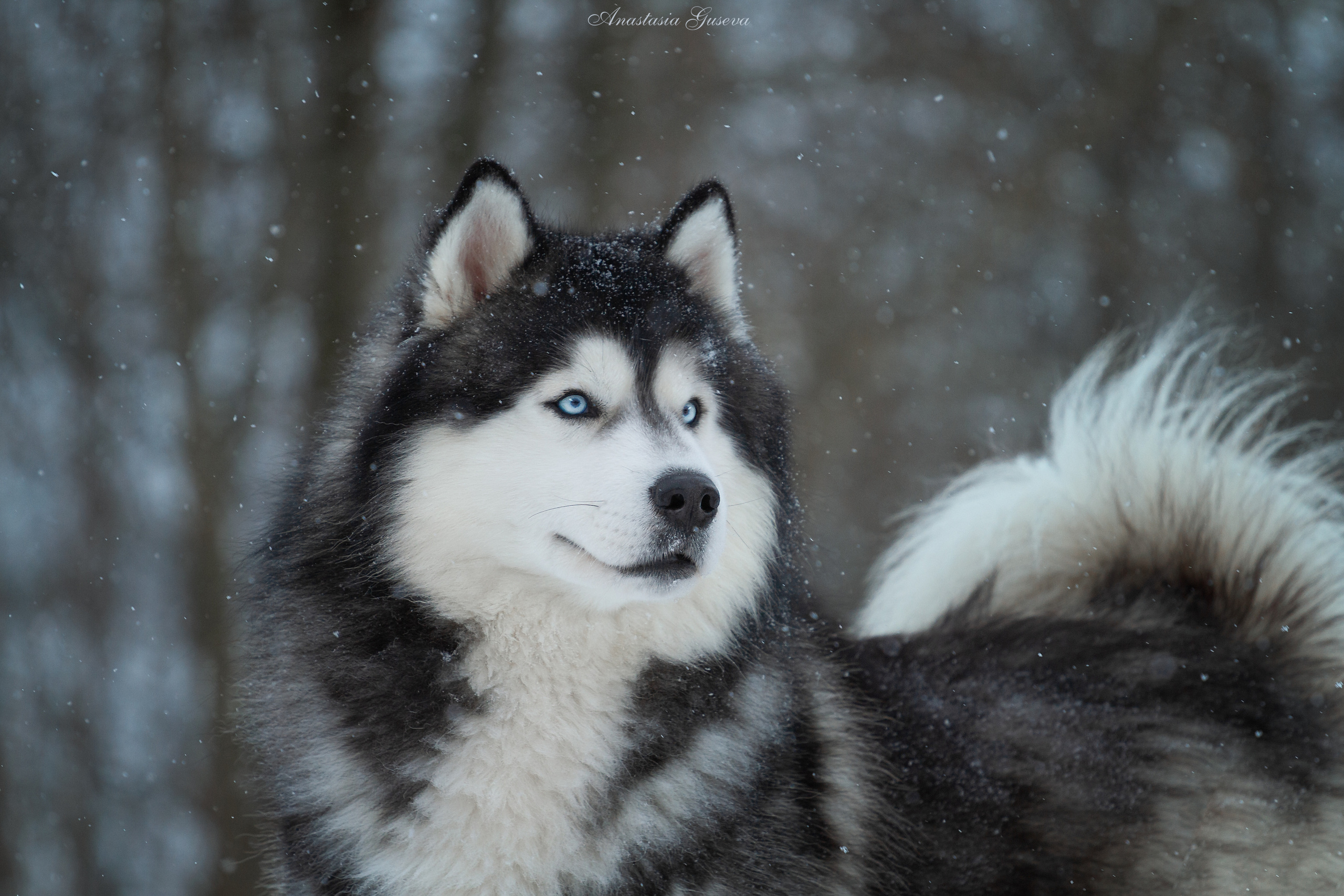 Фотосъёмка собак. Семейный и анималист фотограф в Переславле Анастасия Гусева