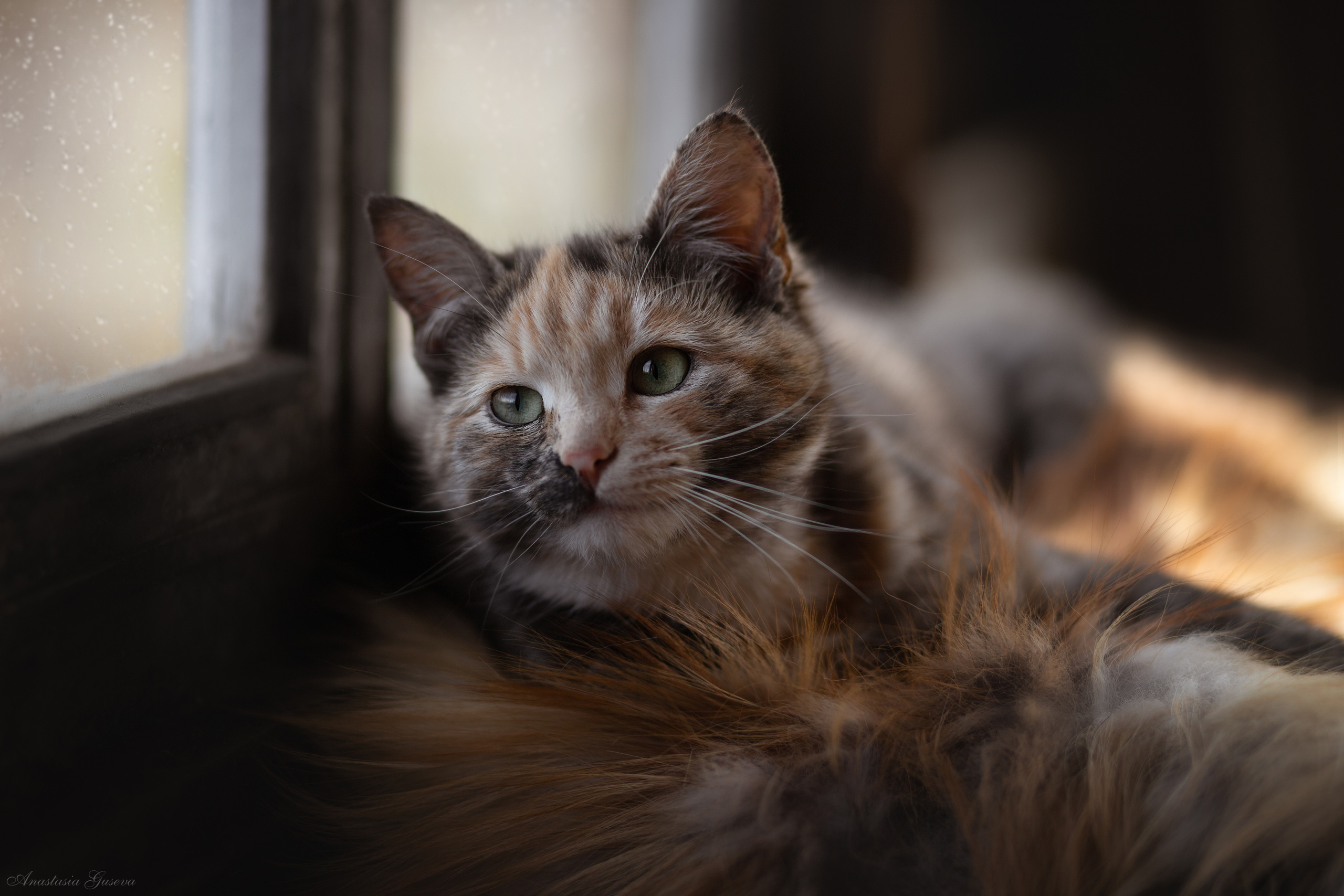 Фотосъёмка кошек. Семейный и анималист фотограф в Переславле Анастасия Гусева