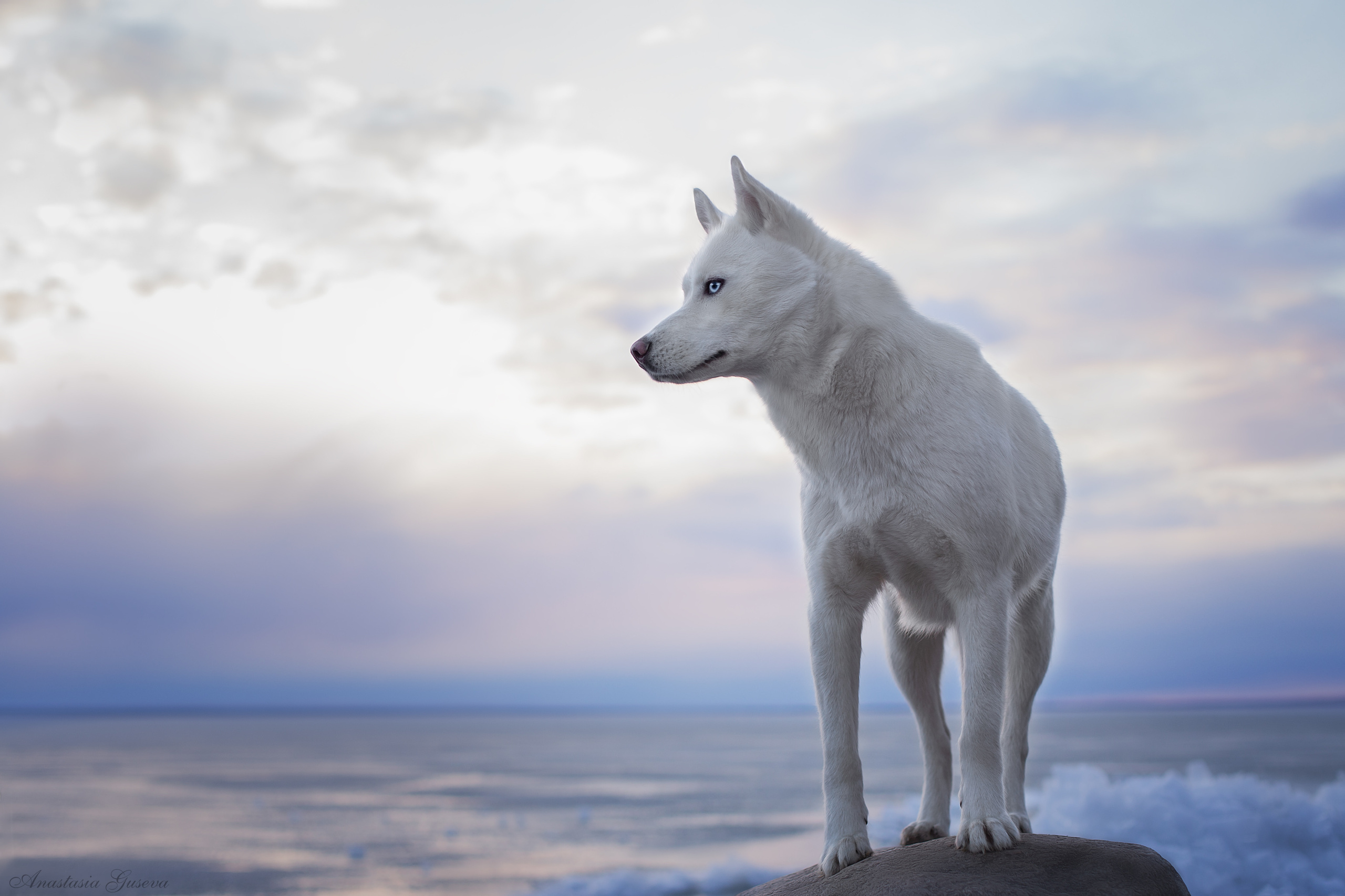 белый сибирский хаски зимой на берегу