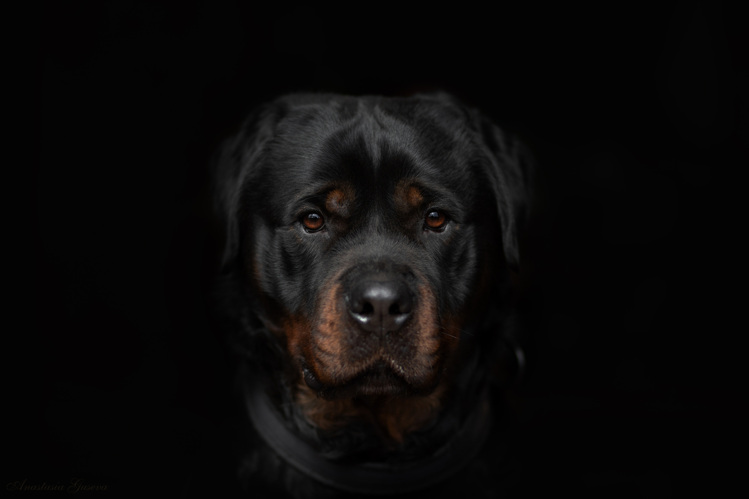 Фотосъёмка собак. Семейный и анималист фотограф в Переславле Анастасия Гусева