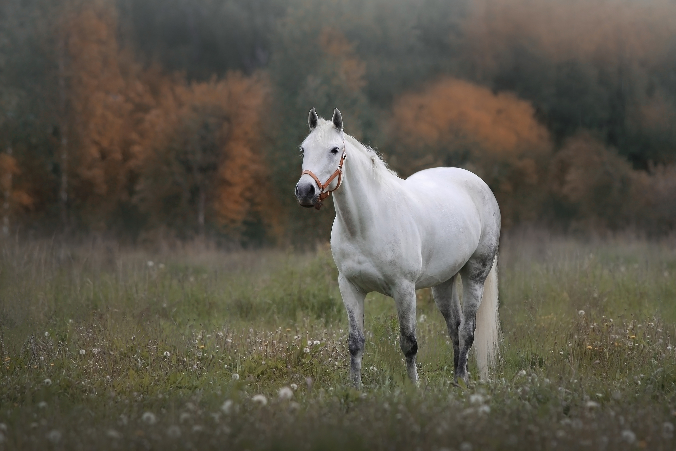 Фотосъёмка лошадей. Семейный и анималист фотограф в Переславле Анастасия Гусева