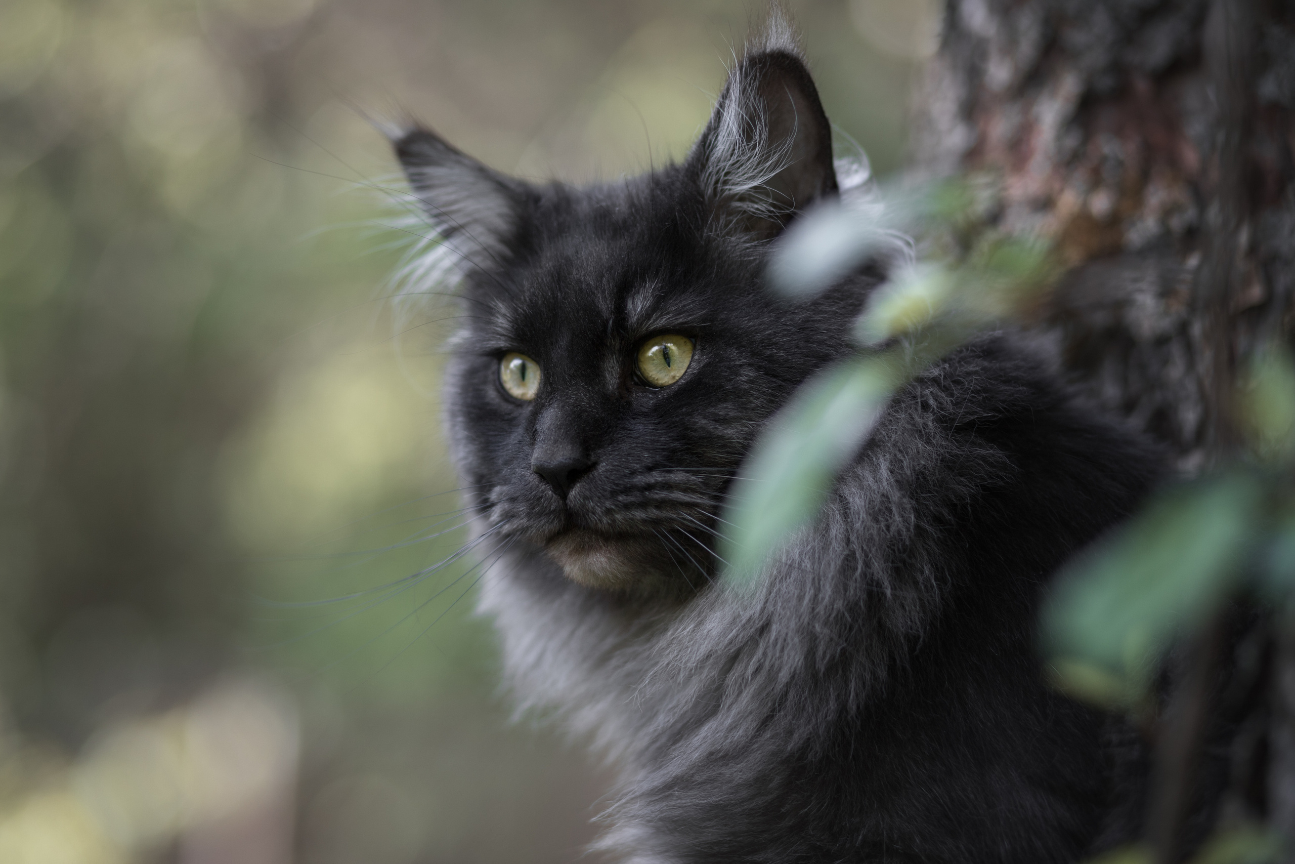 Фотосъёмка кошек. Семейный и анималист фотограф в Переславле Анастасия Гусева