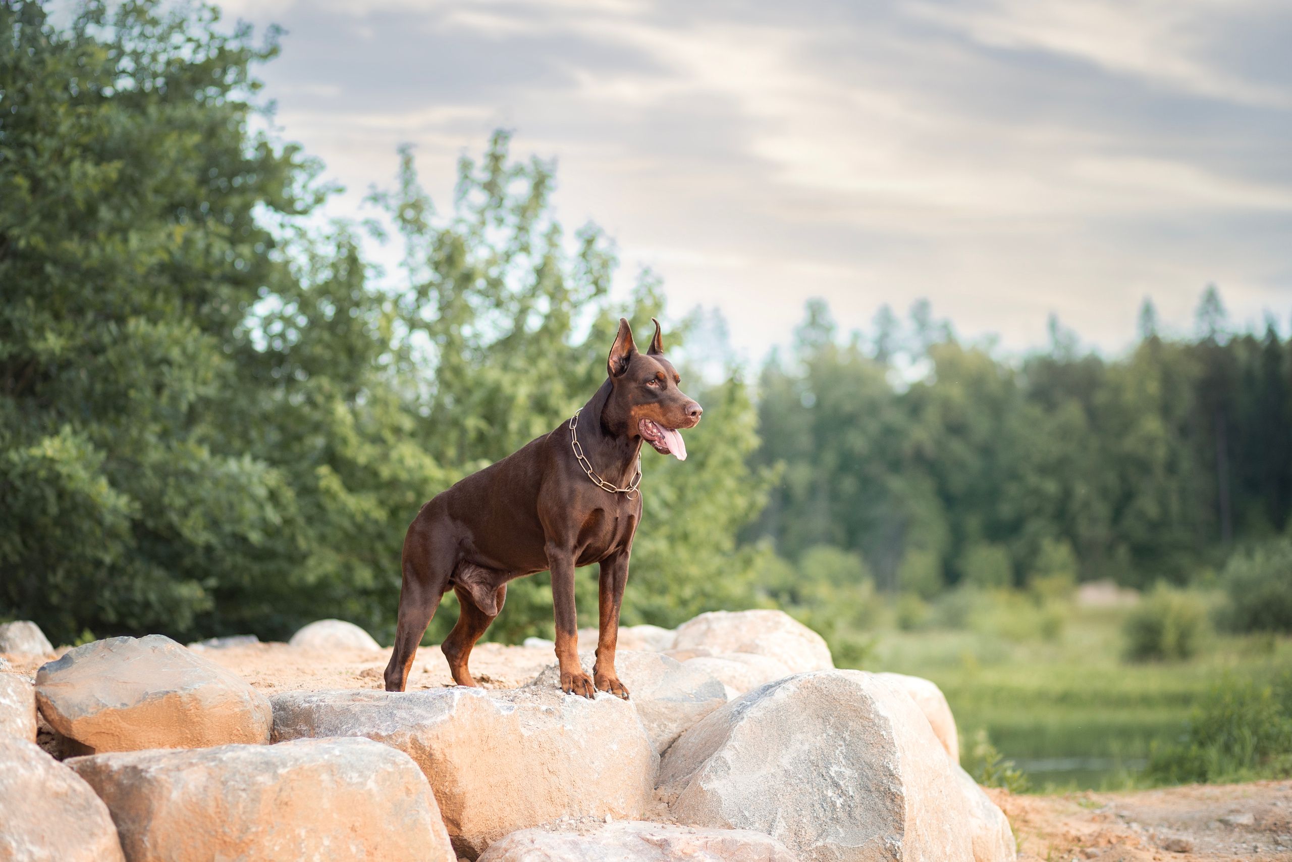 коричневый доберман стоит на камнях и смотрит в даль