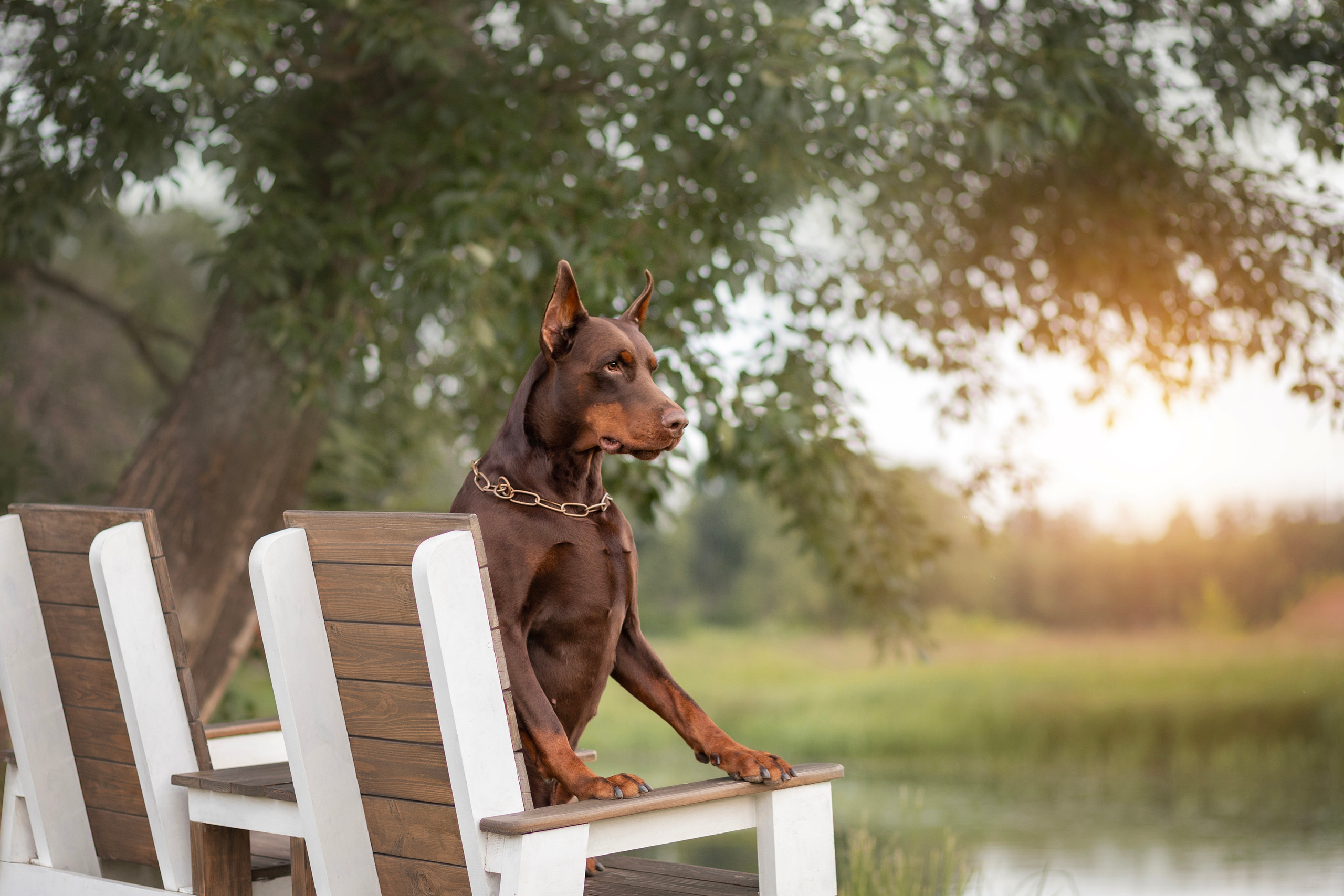 Фотосъёмка собак. Семейный и анималист фотограф в Переславле Анастасия Гусева