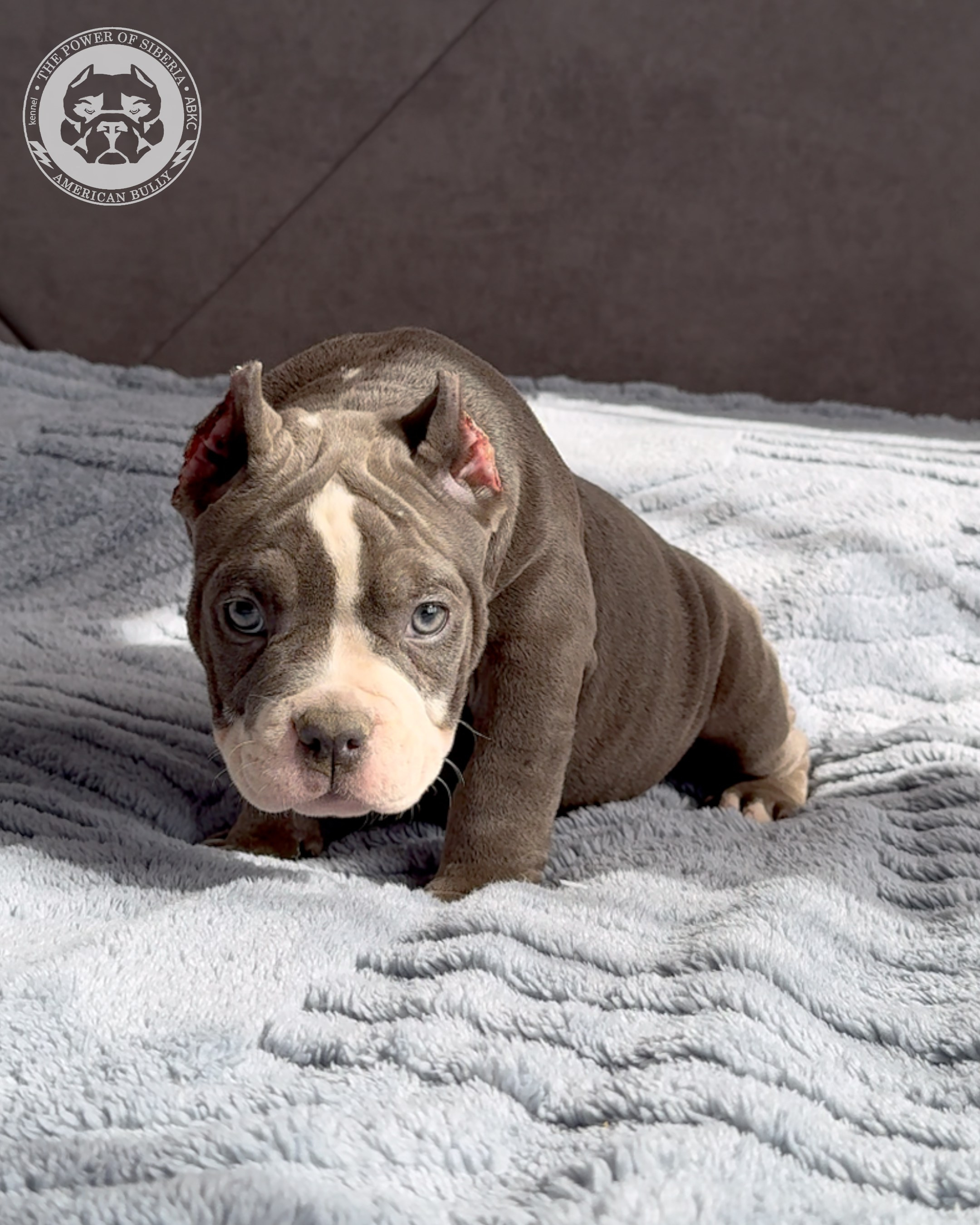 29.12.25-Терри-Локо. Американский Булли в г. Ростов-на-Дону. Питомник THE POWER OF SIBERIA