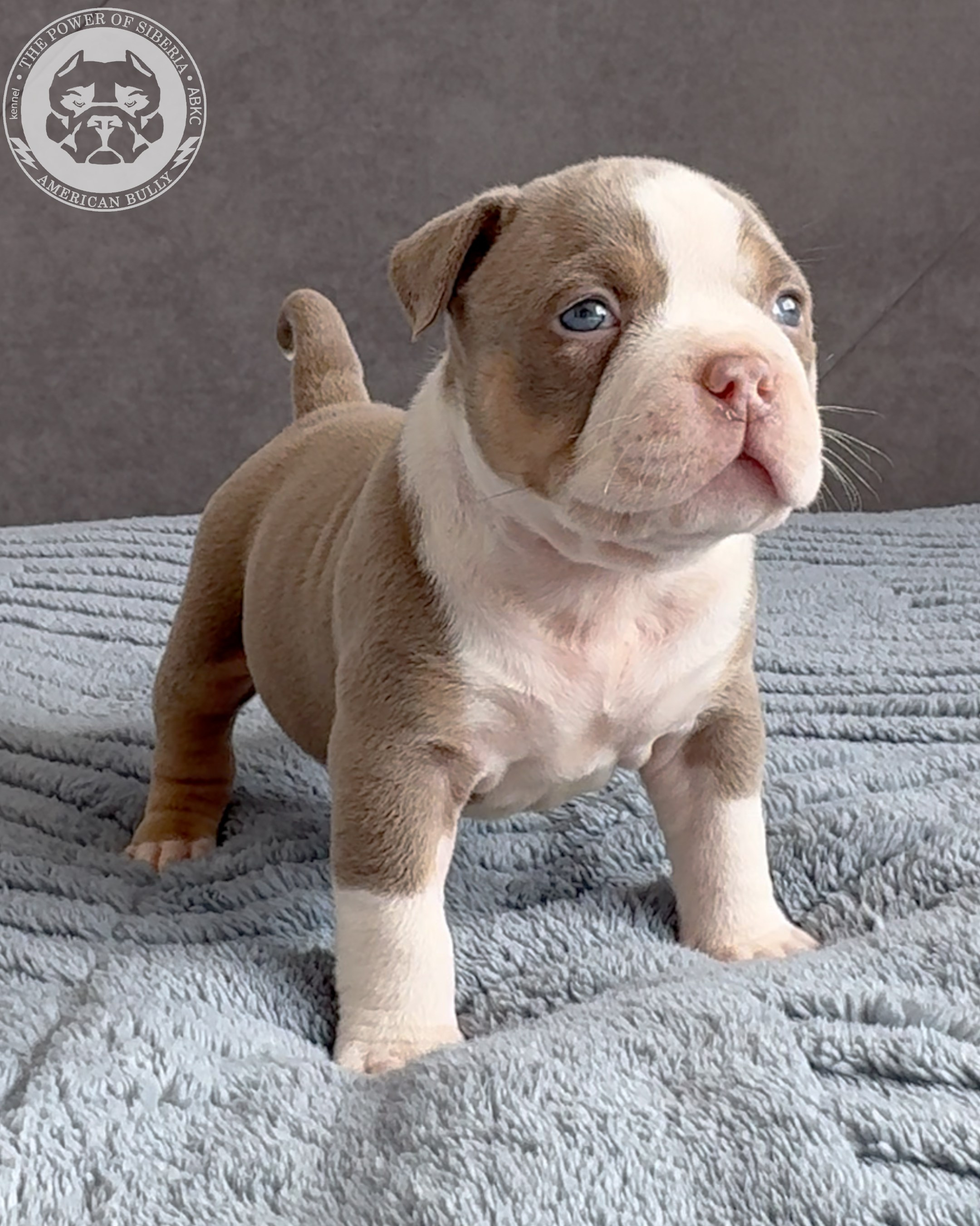 21.02.26-Мила-Турук. Американский Булли в г. Ростов-на-Дону. Питомник THE POWER OF SIBERIA