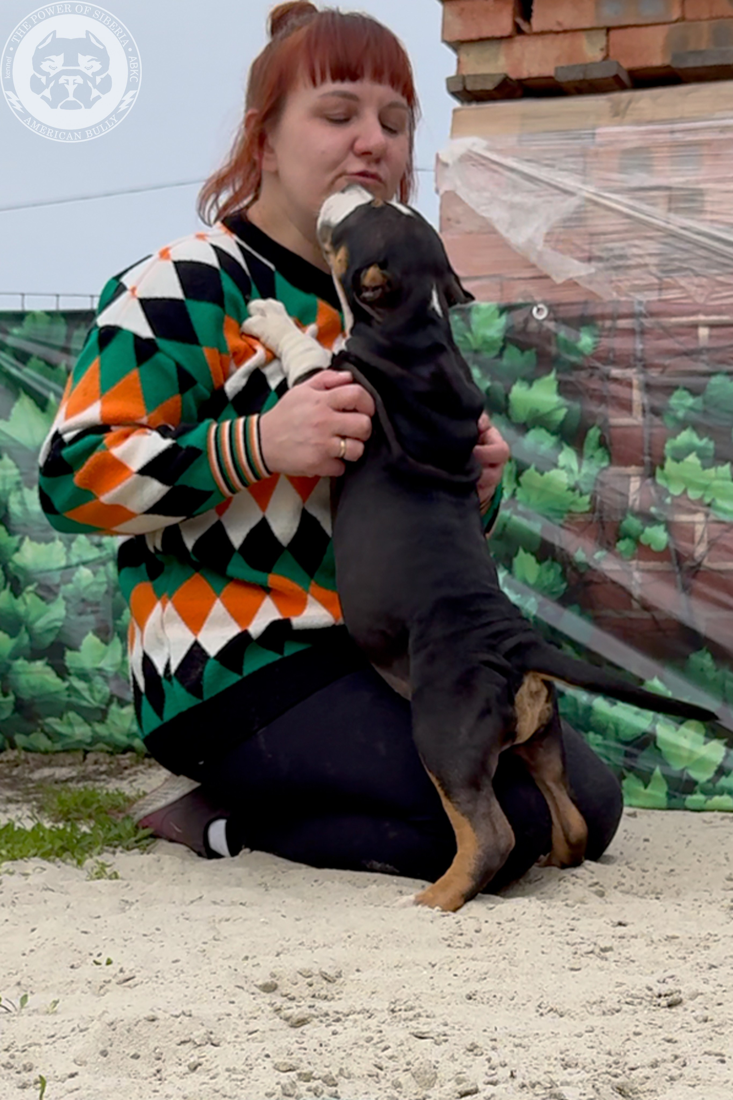 Свободные щенки Американский Булли, в типах покет, классик, стандарт. Американский Булли в г. Ростов-на-Дону. Питомник THE POWER OF SIBERIA