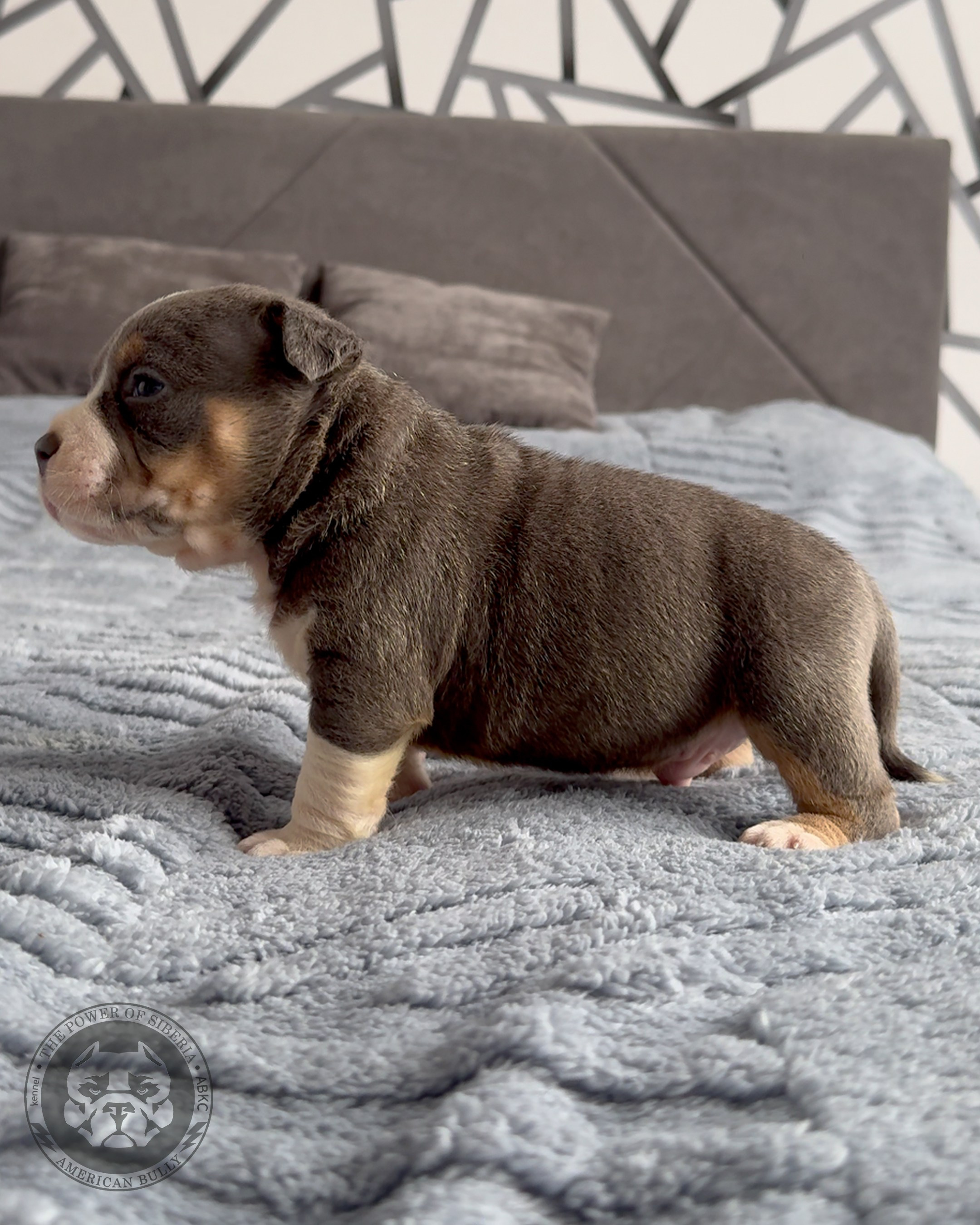 Свободные щенки Американский Булли, в типах покет, классик, стандарт. Американский Булли в г. Ростов-на-Дону. Питомник THE POWER OF SIBERIA