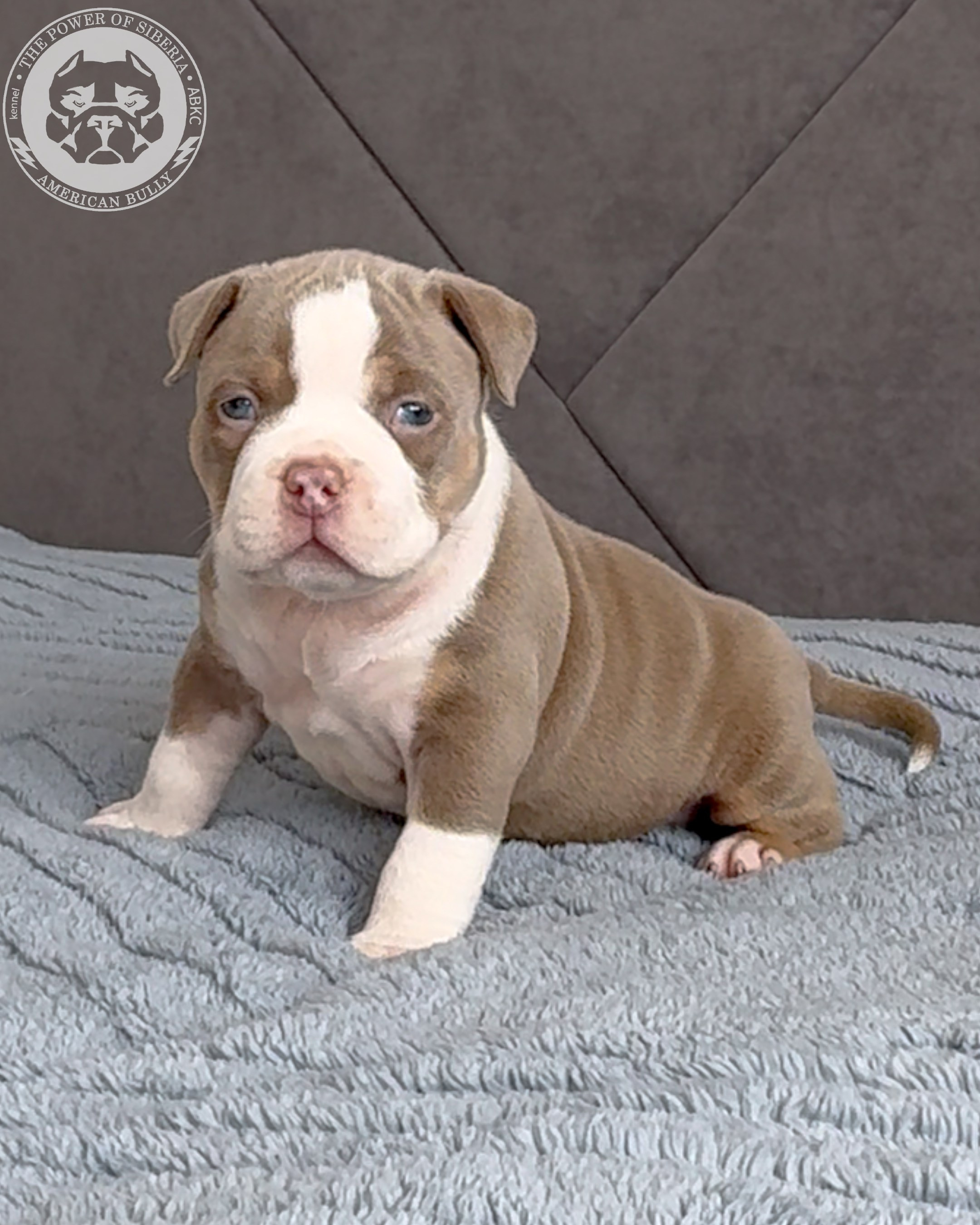 21.02.26-Мила-Турук. Американский Булли в г. Ростов-на-Дону. Питомник THE POWER OF SIBERIA