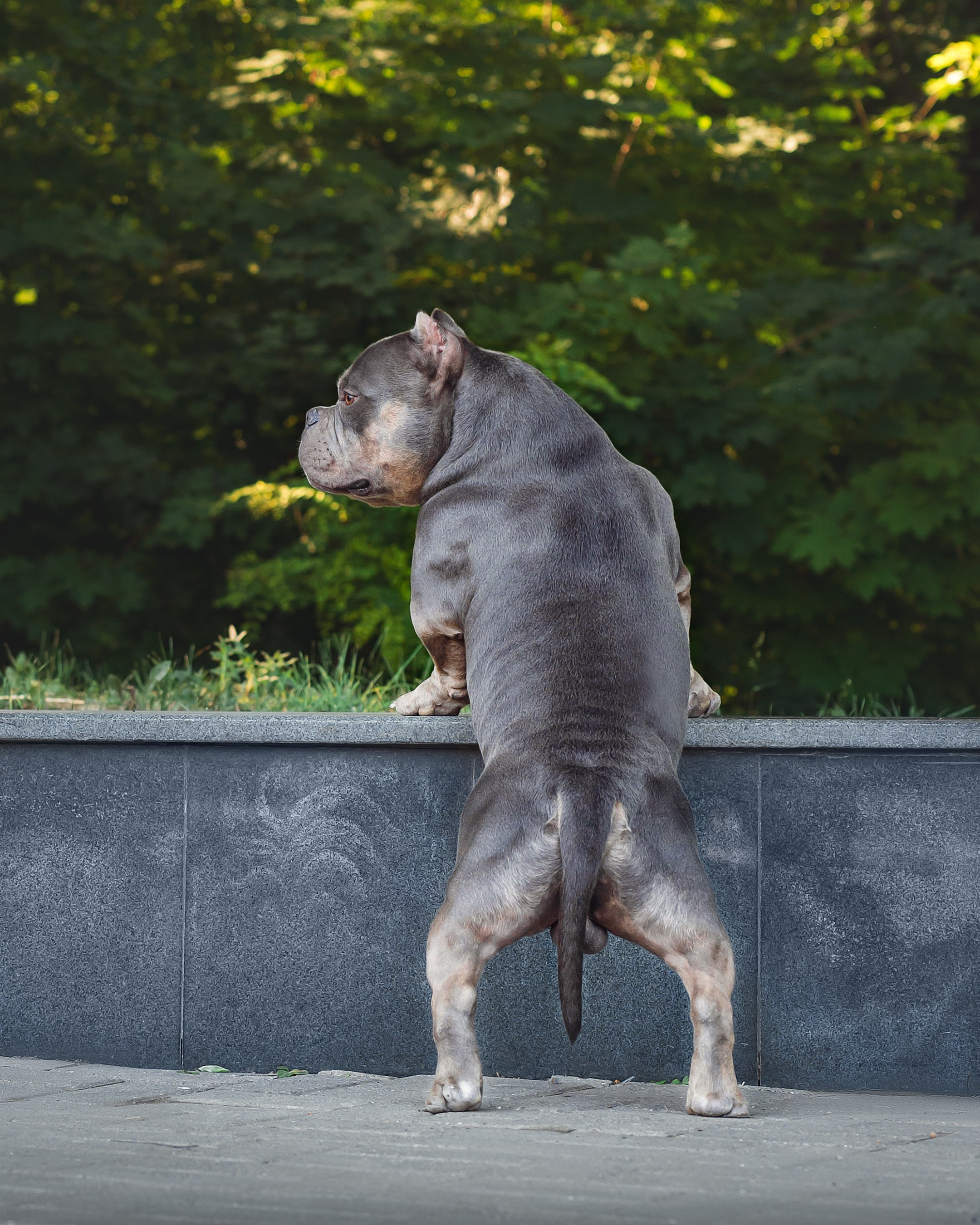 официальный питомник American Bully в Саратове