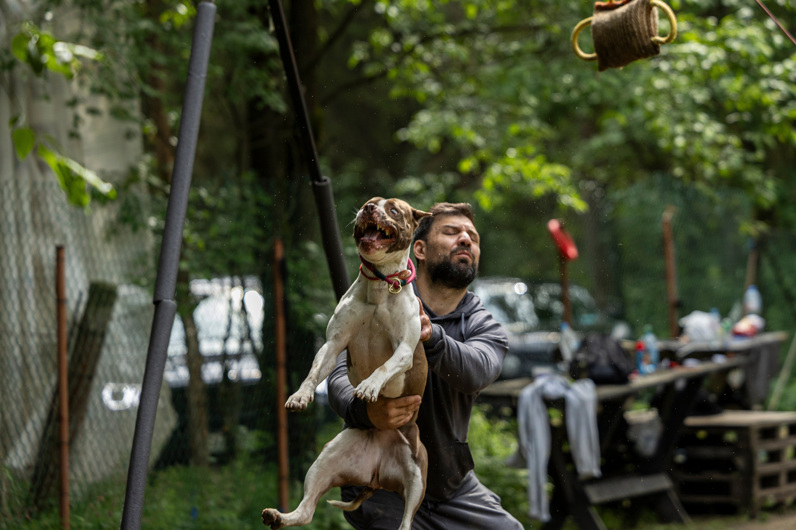 Пит-стафф многоборье. Фотограф-анималист Анна Маринич