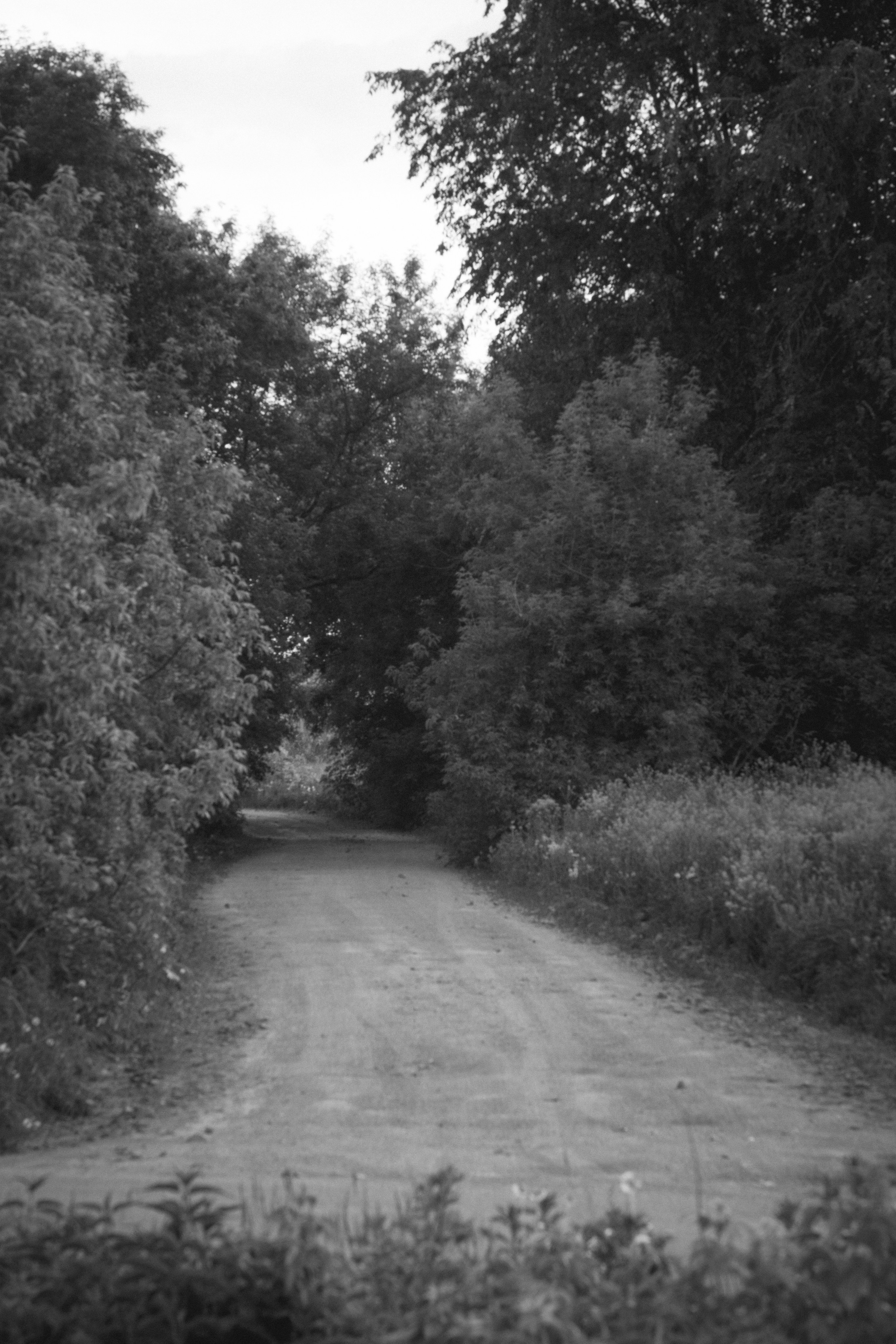 Natural Noir. Whoii art