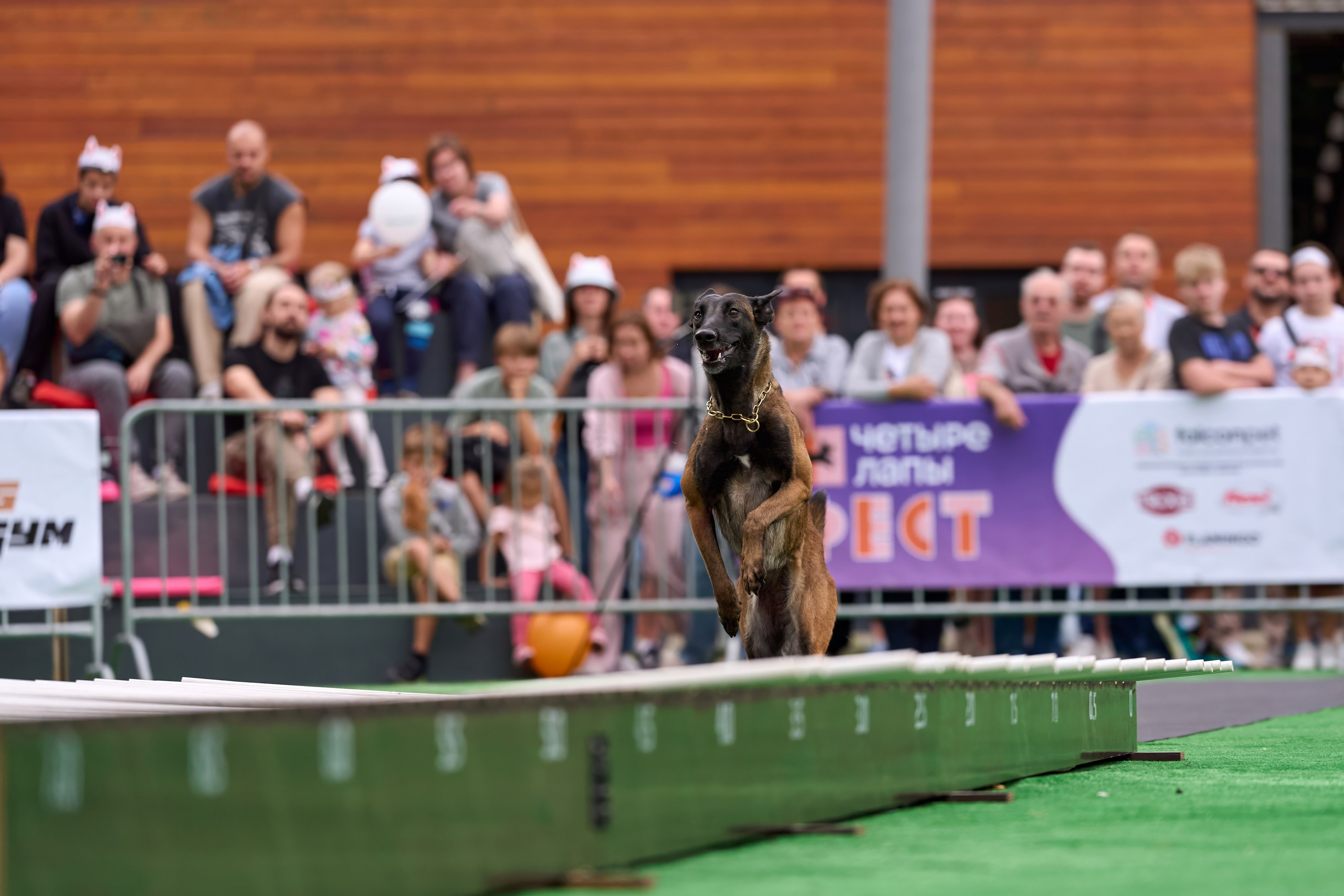 4 лапы Фест. Многоборье. Фотограф-анималист Михаил Манухин